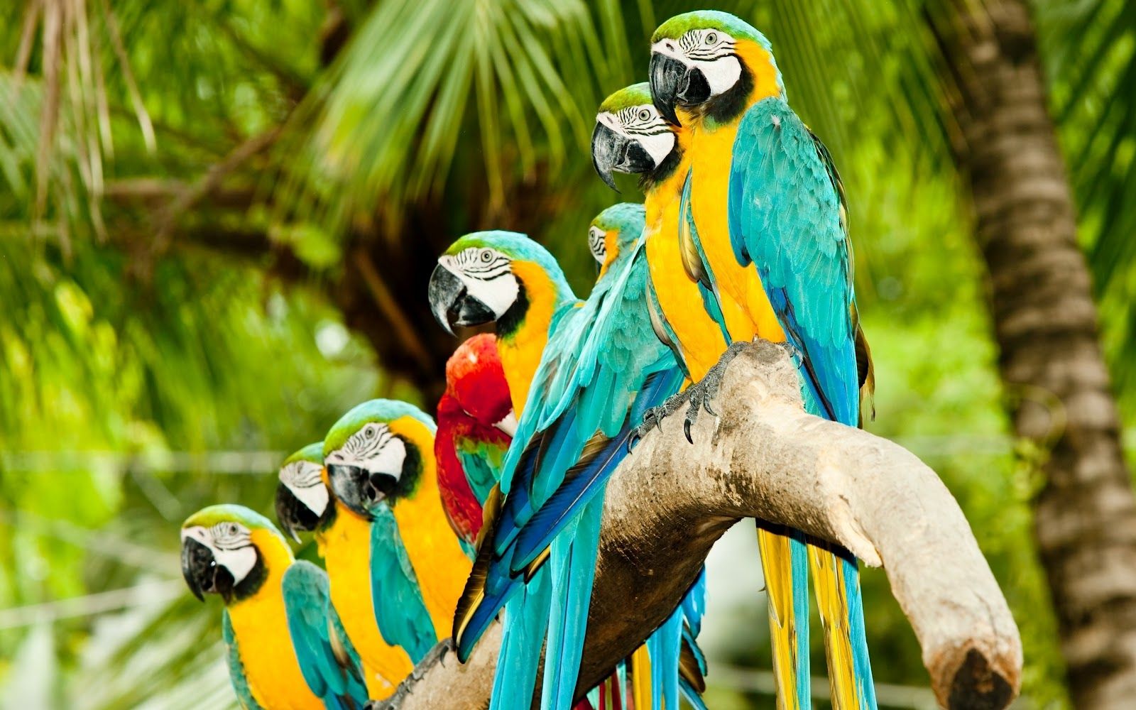 Colourful Macaw Parrots HD Wallpaper Birds HD Widescreen