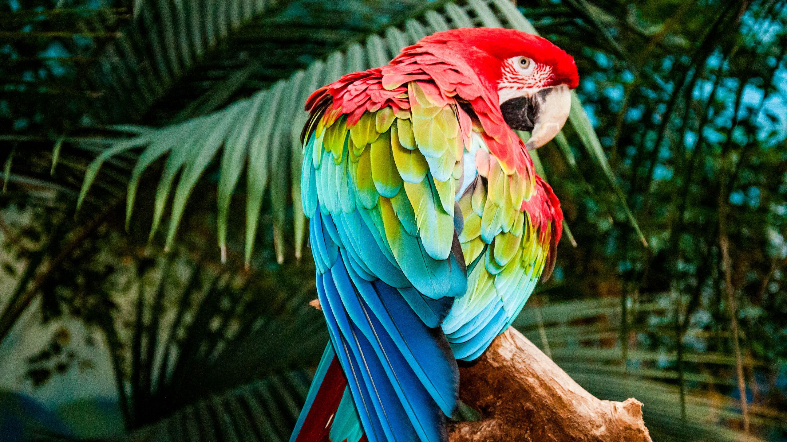 Macaw Colorful Bird 4k 1440P Resolution HD 4k Wallpaper