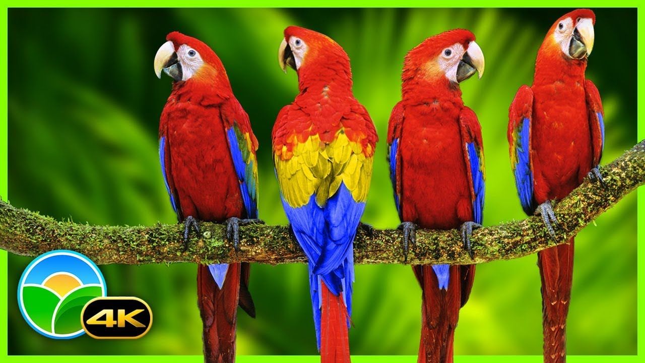 Colorful Macaw Parrots