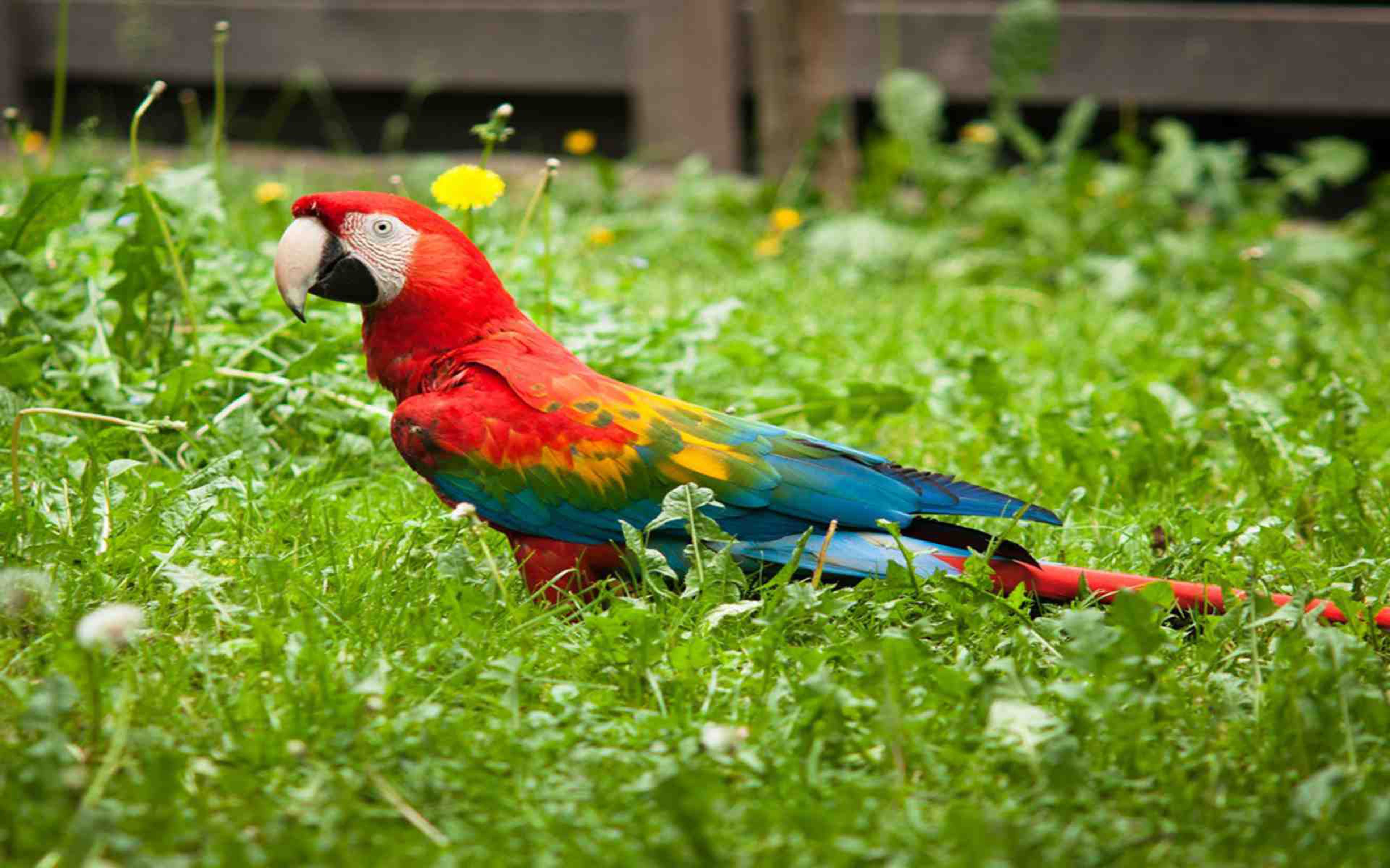 Scarlet Macaw Colored, parrot Bird Wallpaper HD, Wallpaper13.com