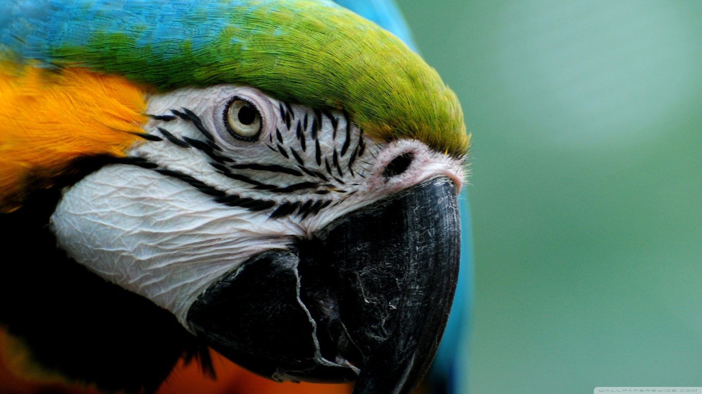 Parrot Bird Colourful Macaw HD Live Wallpaper Wallpaper