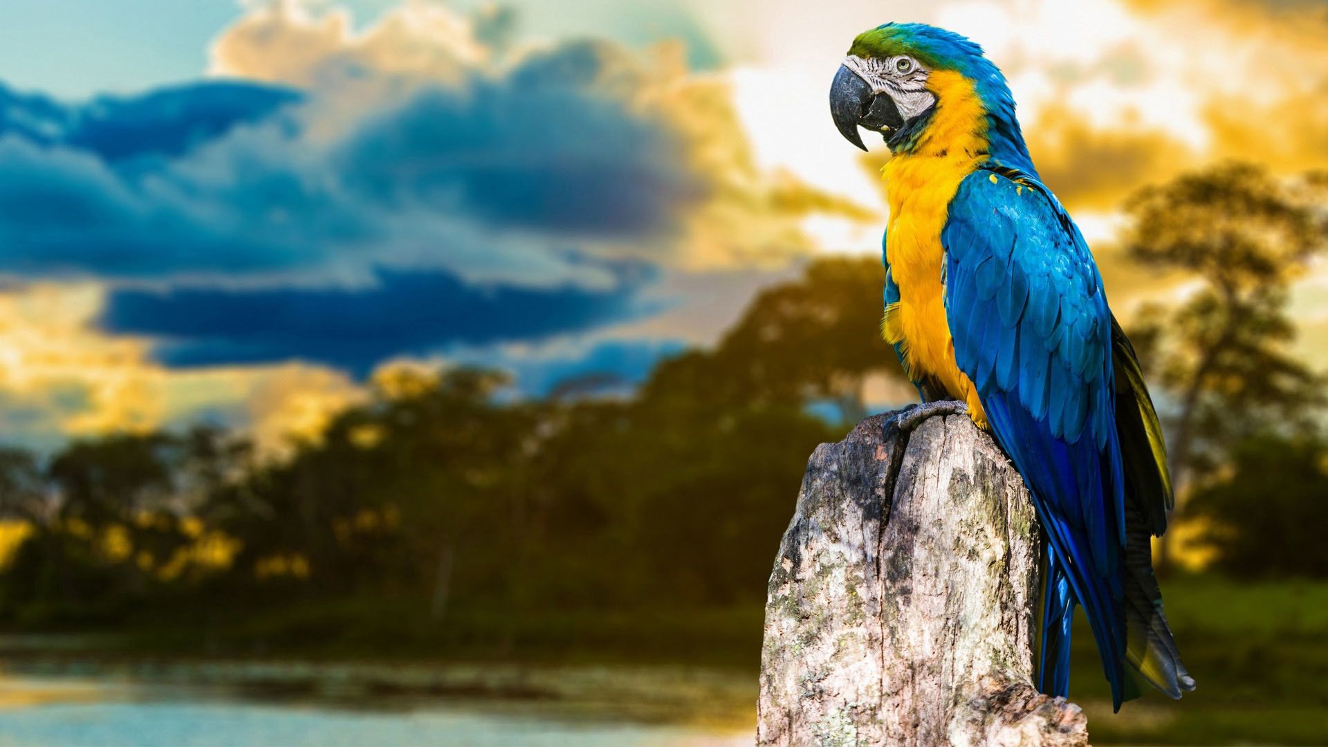 Macaw Colourful HD Wallpapers - Wallpaper Cave