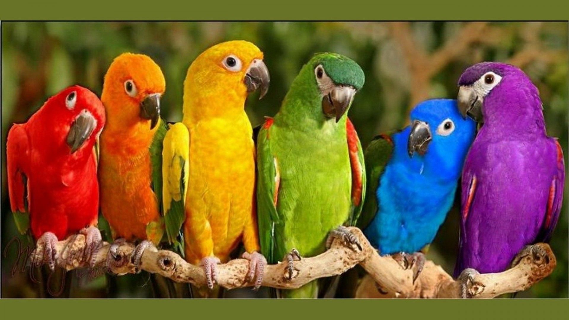 Parrots Wallpaper