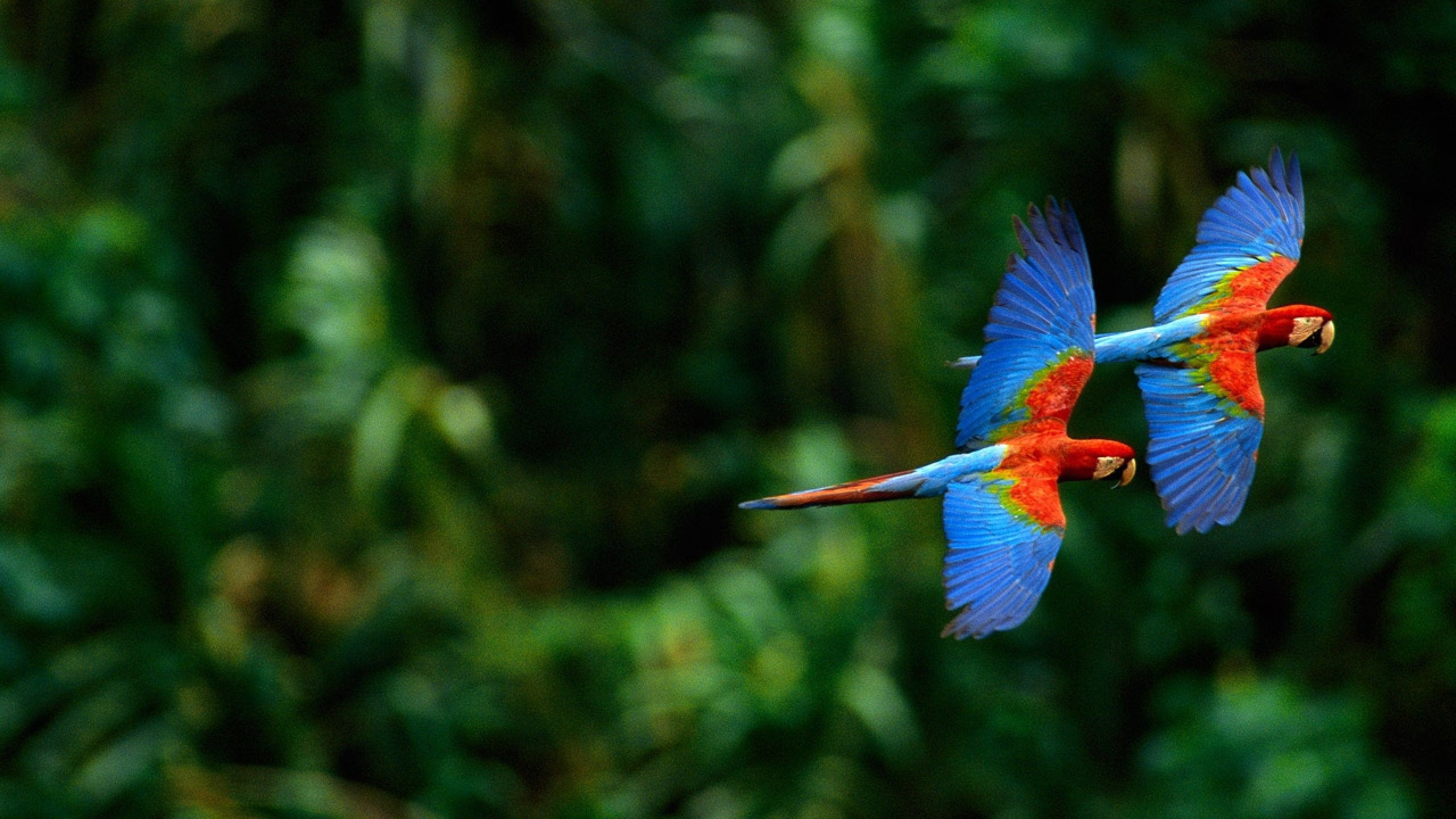 Tropical, Parrot, macaw, Wings, iPhone Xr, Bird, Widescreen