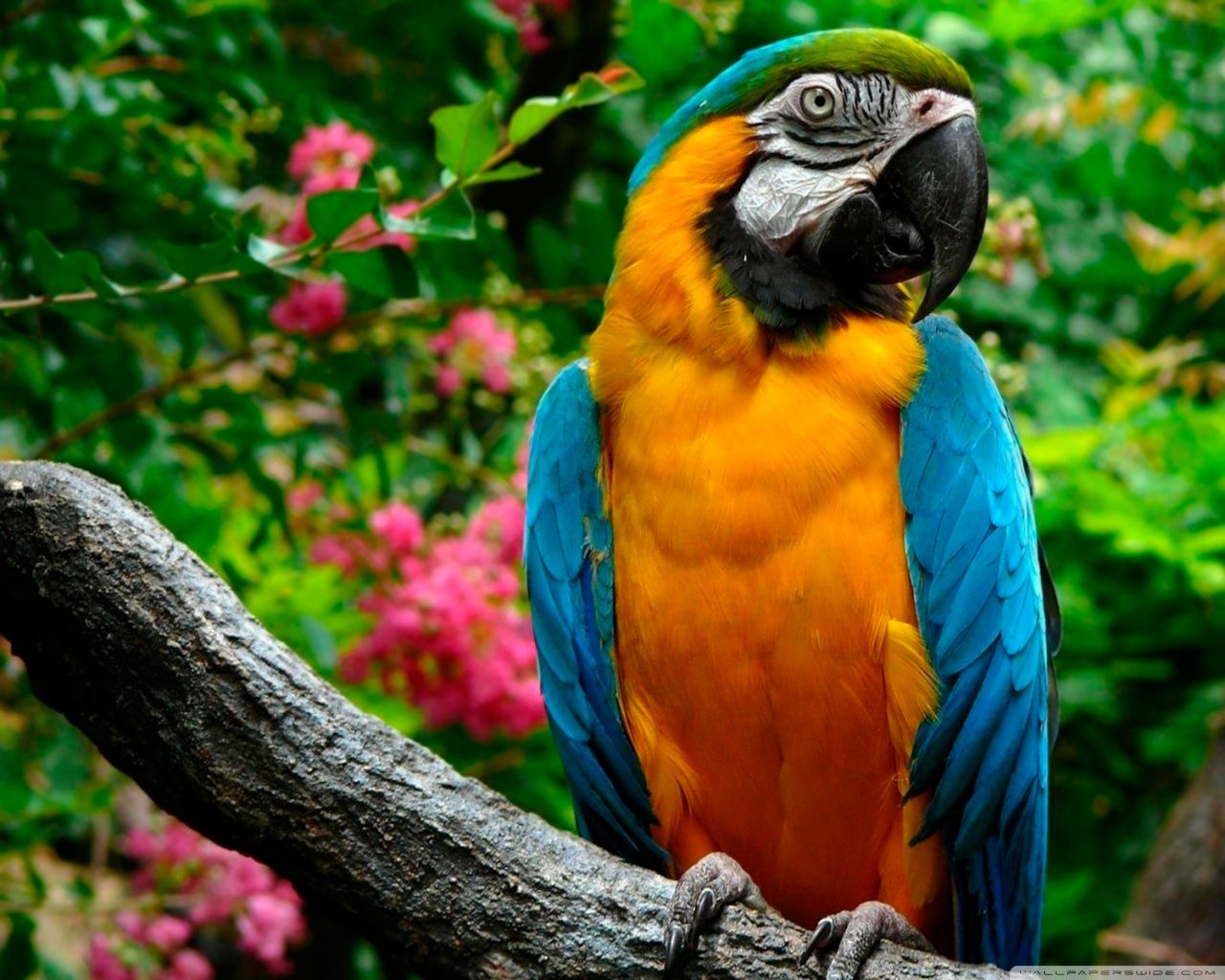 Beautiful & Colorful Parrots Wallpaper