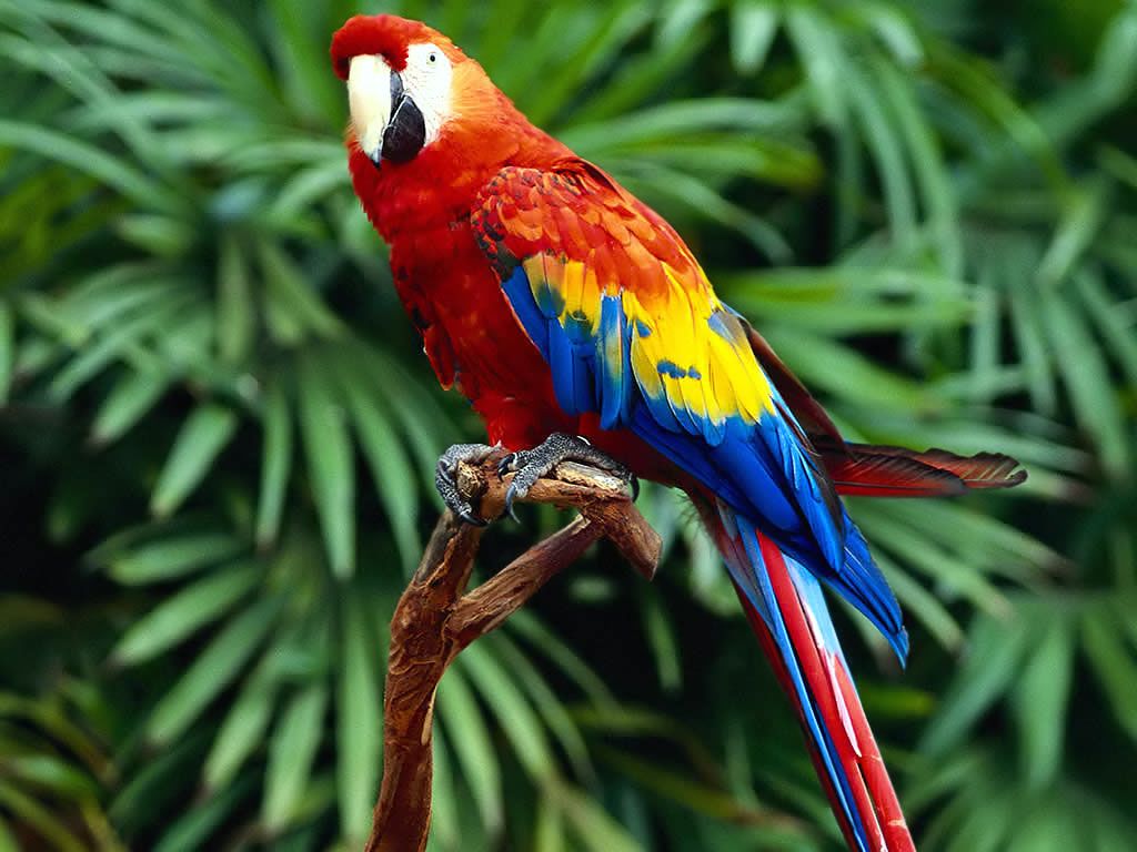 Parrots Wallpaper Parrot Bird Photo
