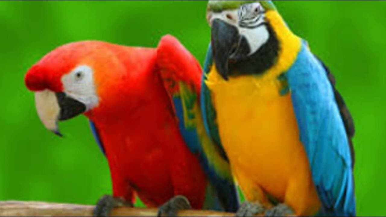 Beautiful Parrot Photo