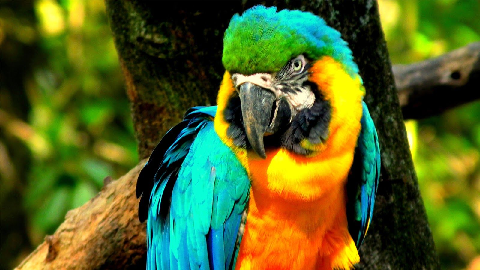 Free download Macaw Parrot HD Wallpaper High Definition 1600x900