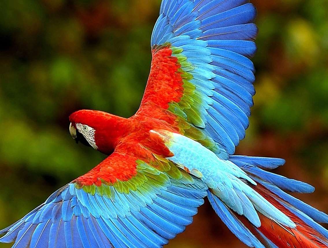 Colorful Parrot Image Photo And Free Wallpaper