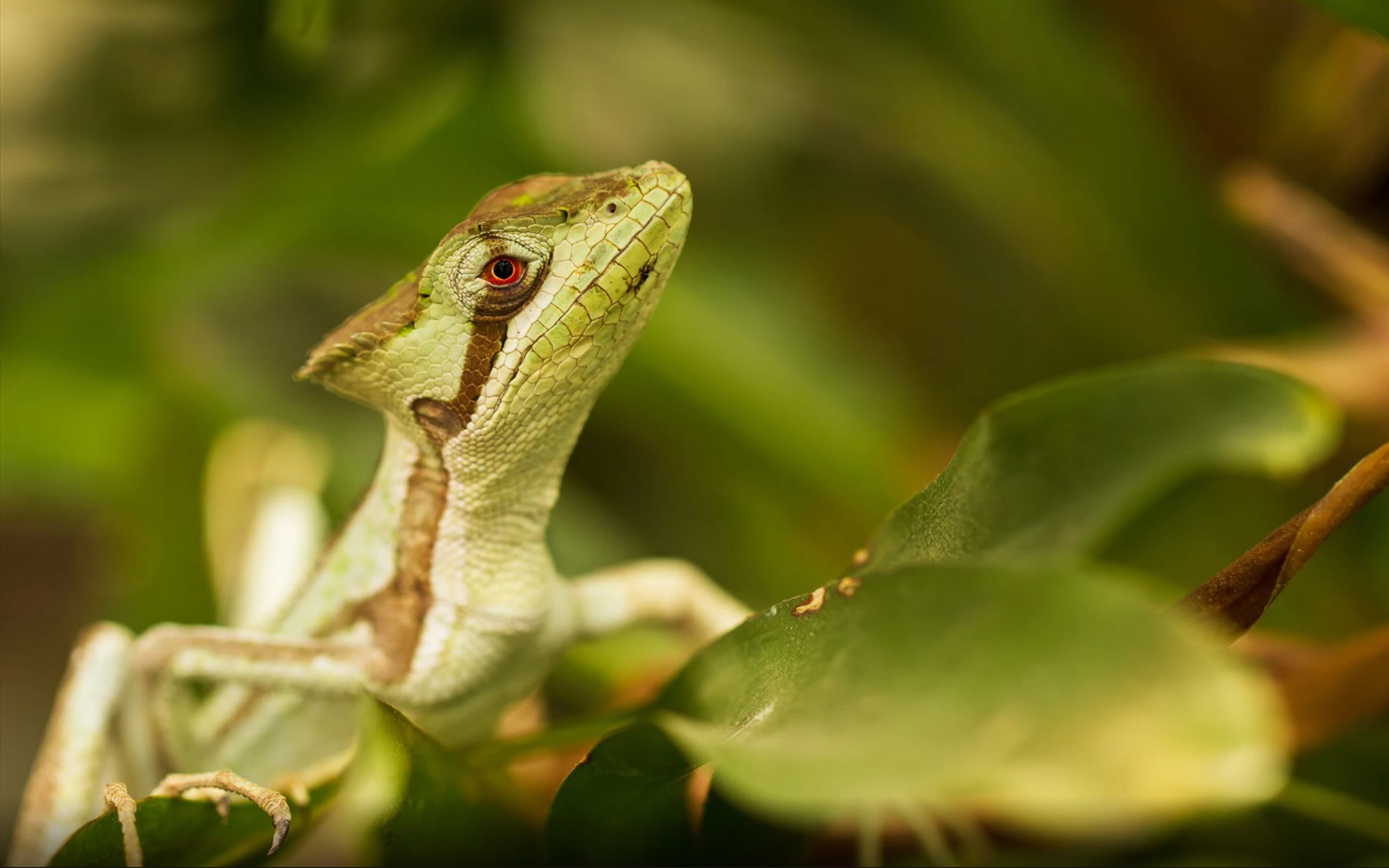 Reptile Gecko Green Lizard On Twig Sheets They Belong To