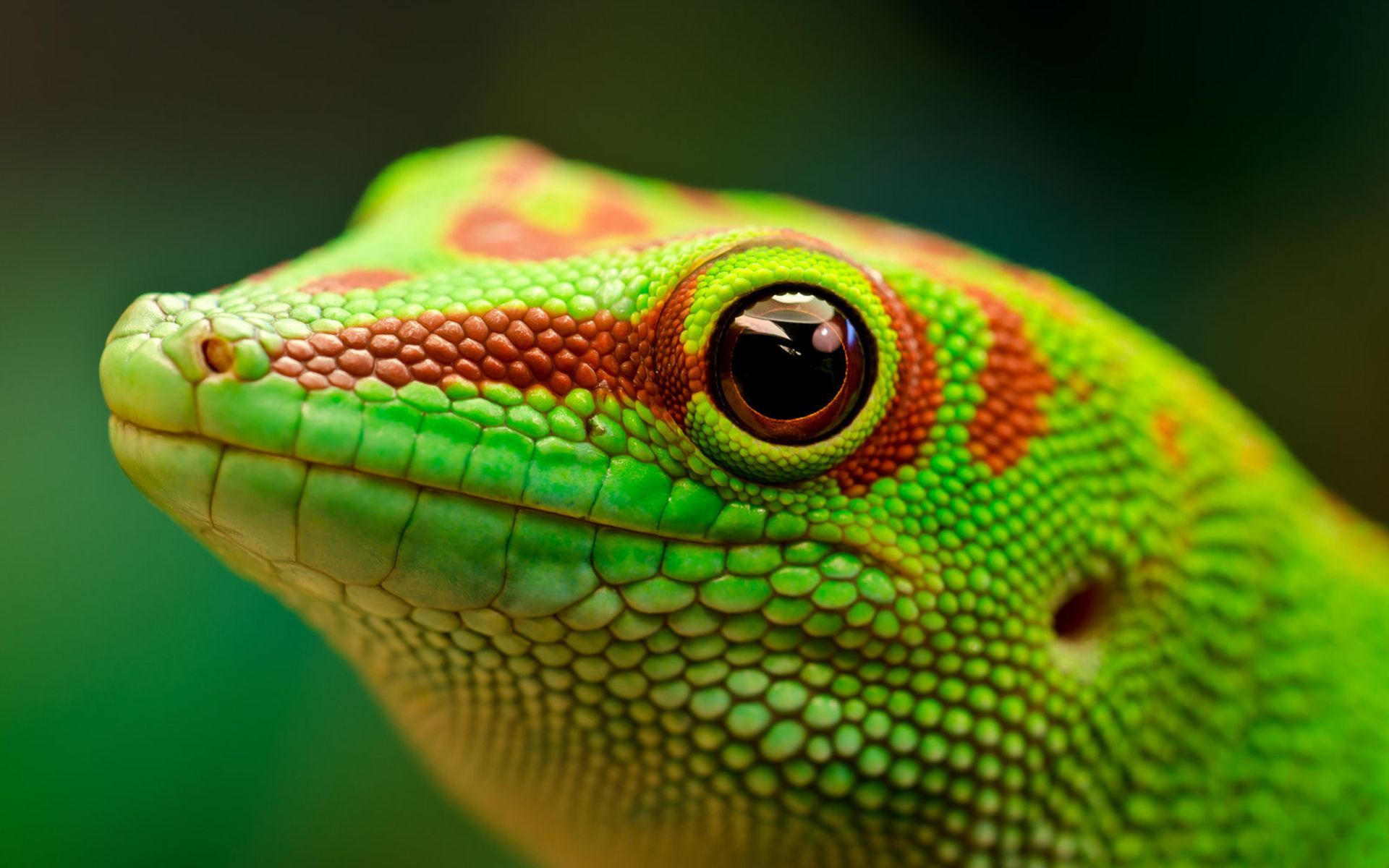 Giant Day Gecko Wallpaper