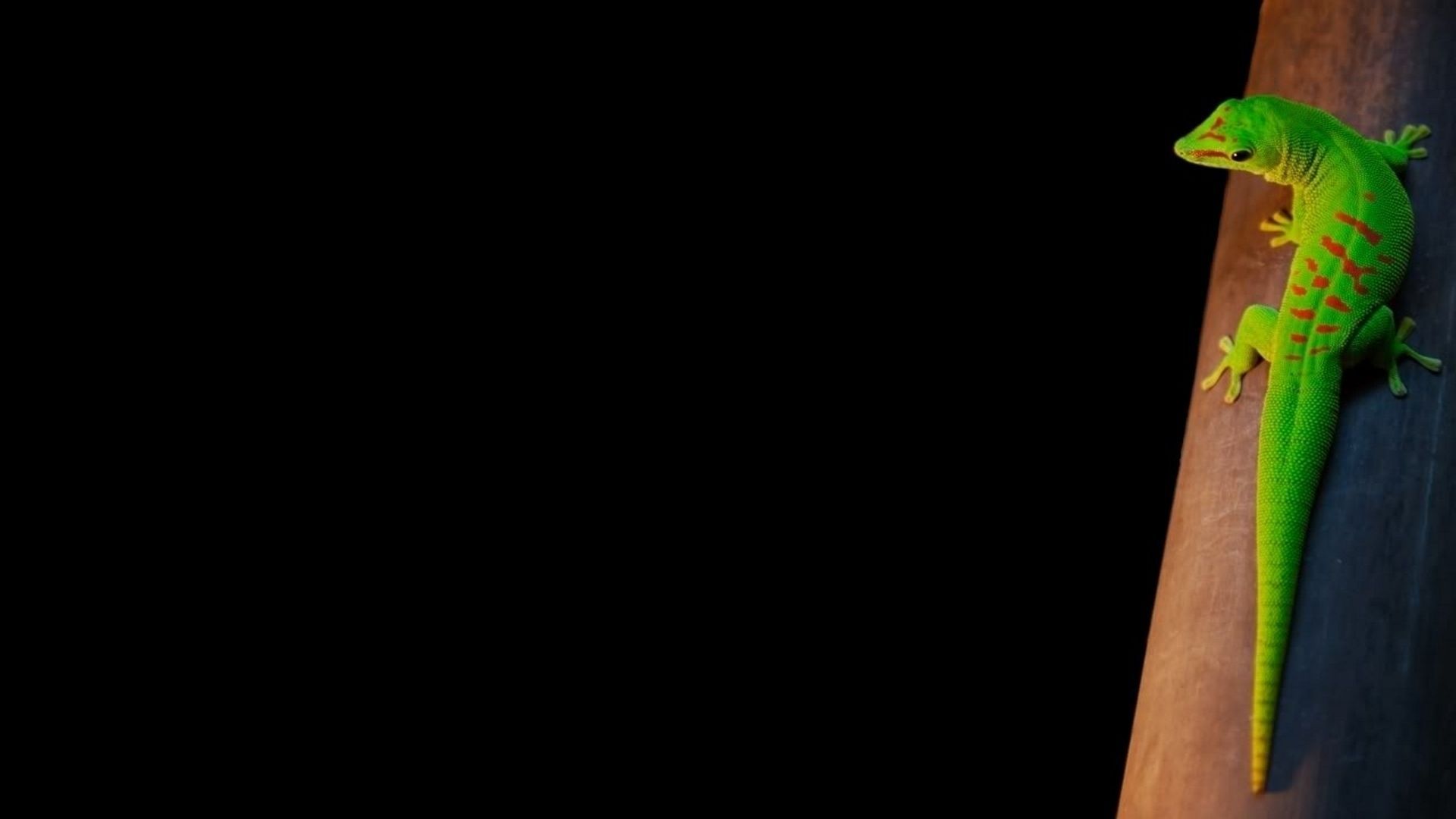 Reptile Wallpaper. Reptile Wallpaper