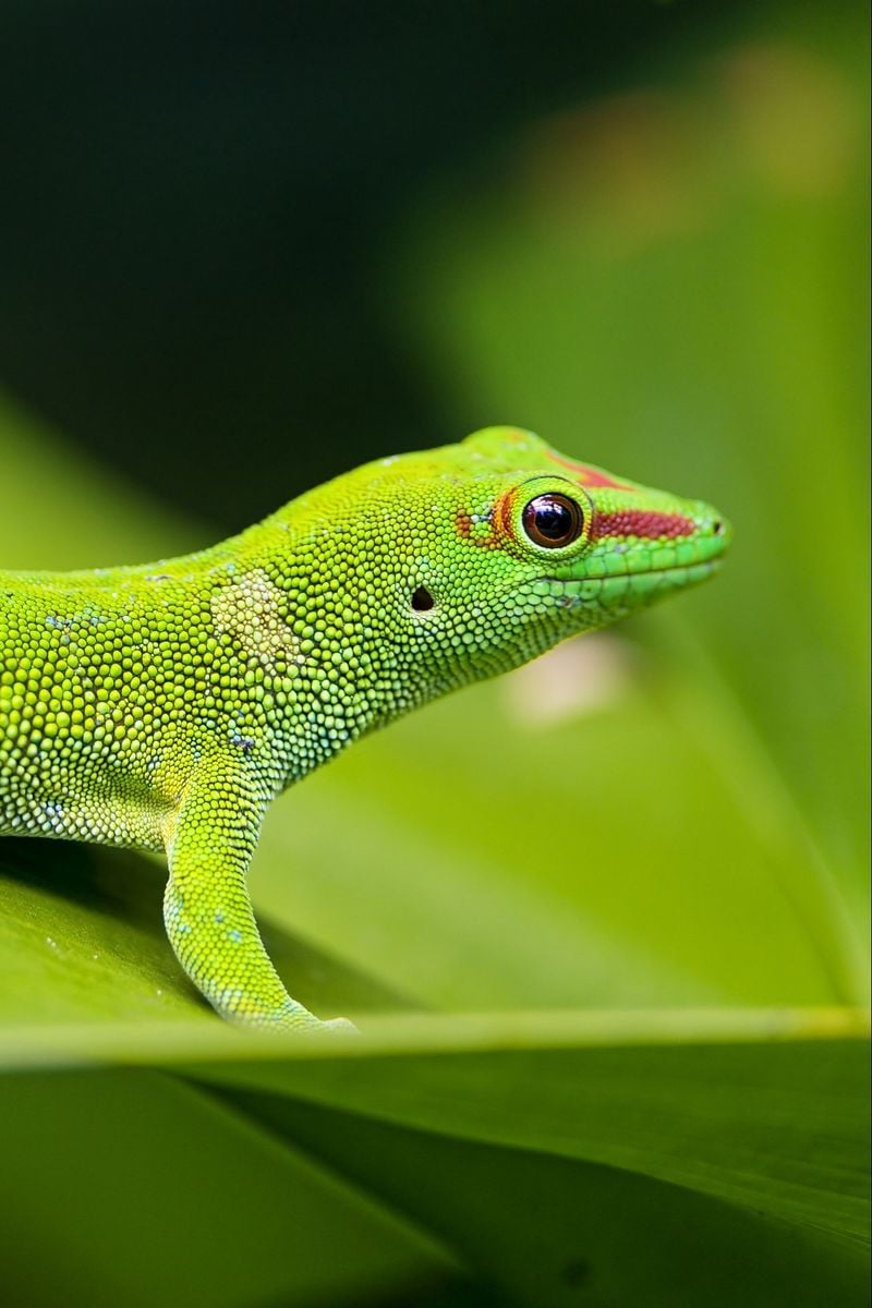 Gecko Green HD Wallpapers - Wallpaper Cave