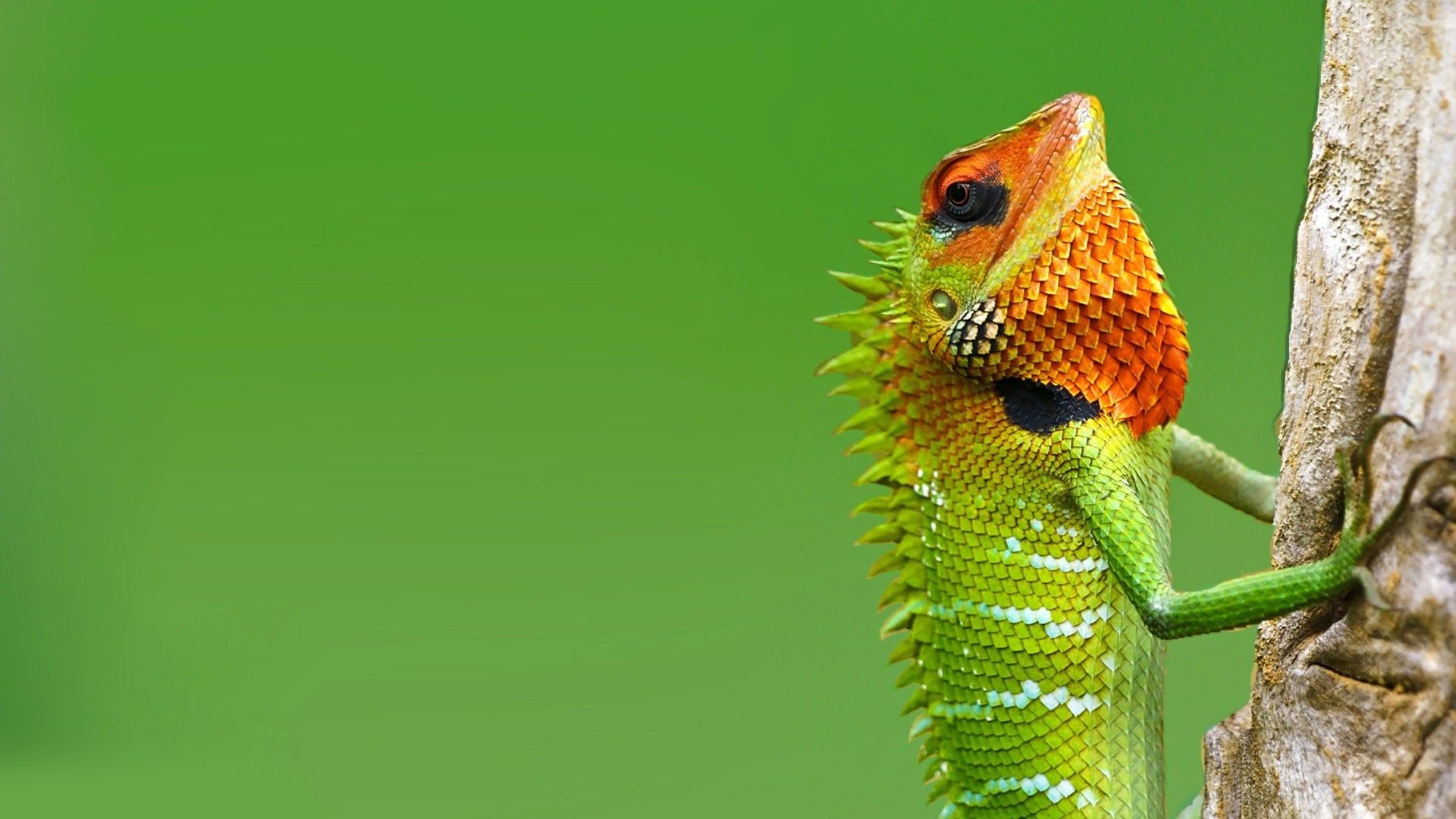 Free download lizard 844320 lizard wallpaper 844357 lizard