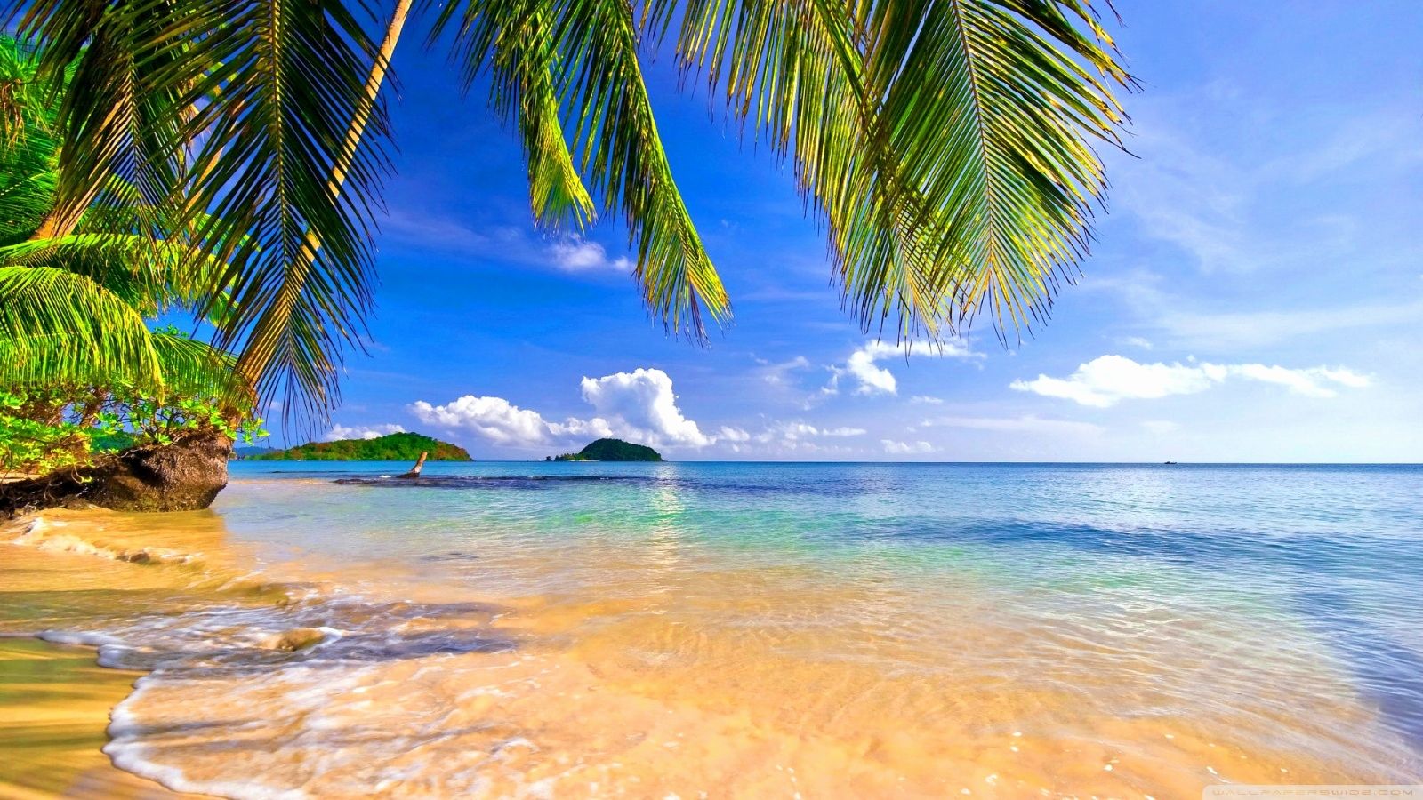 Tropical Wallpaper HD Inspirational Shore Palms Tropical Beach 4k
