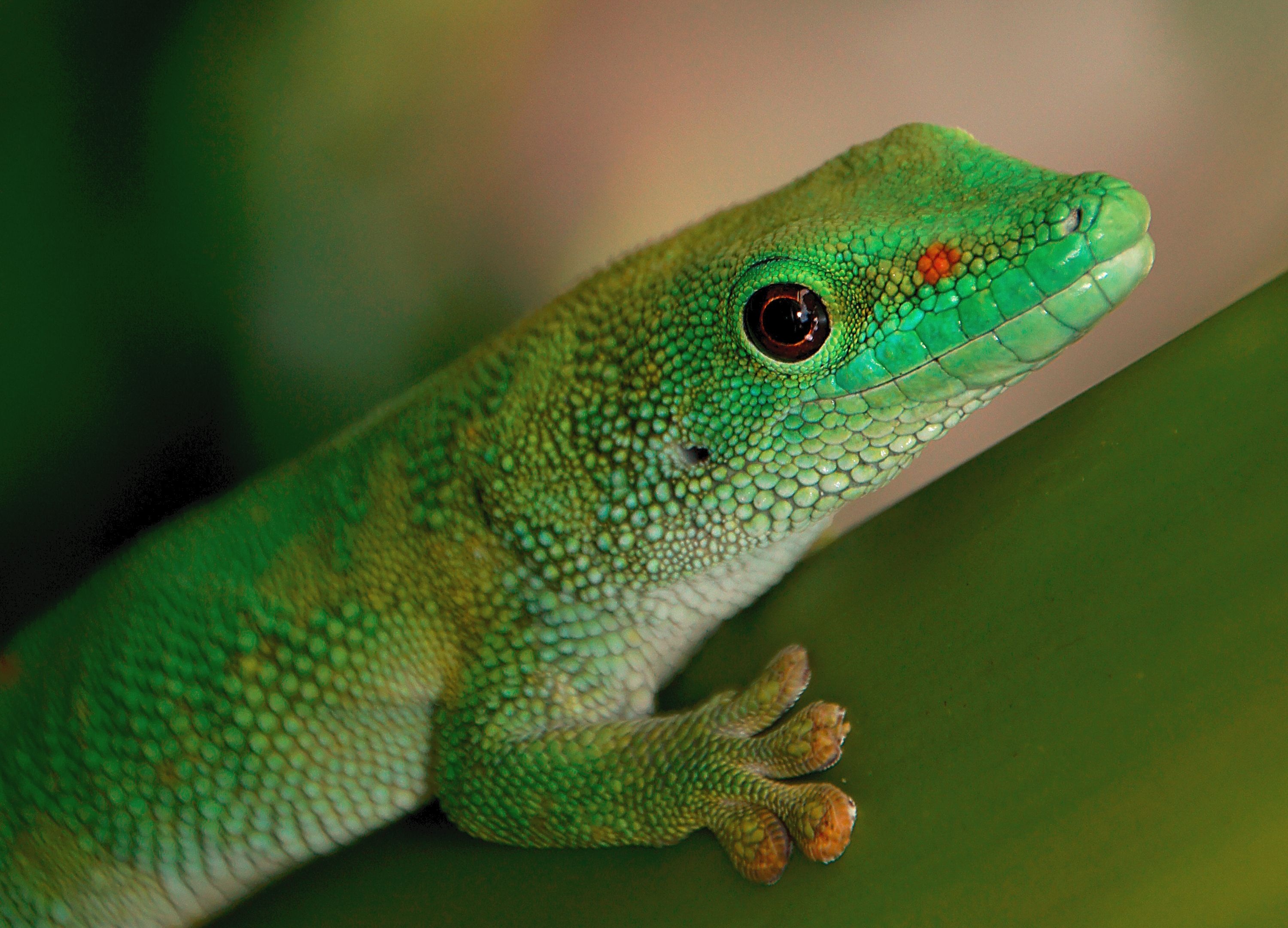 Gecko Green Hd Wallpapers Wallpaper Cave