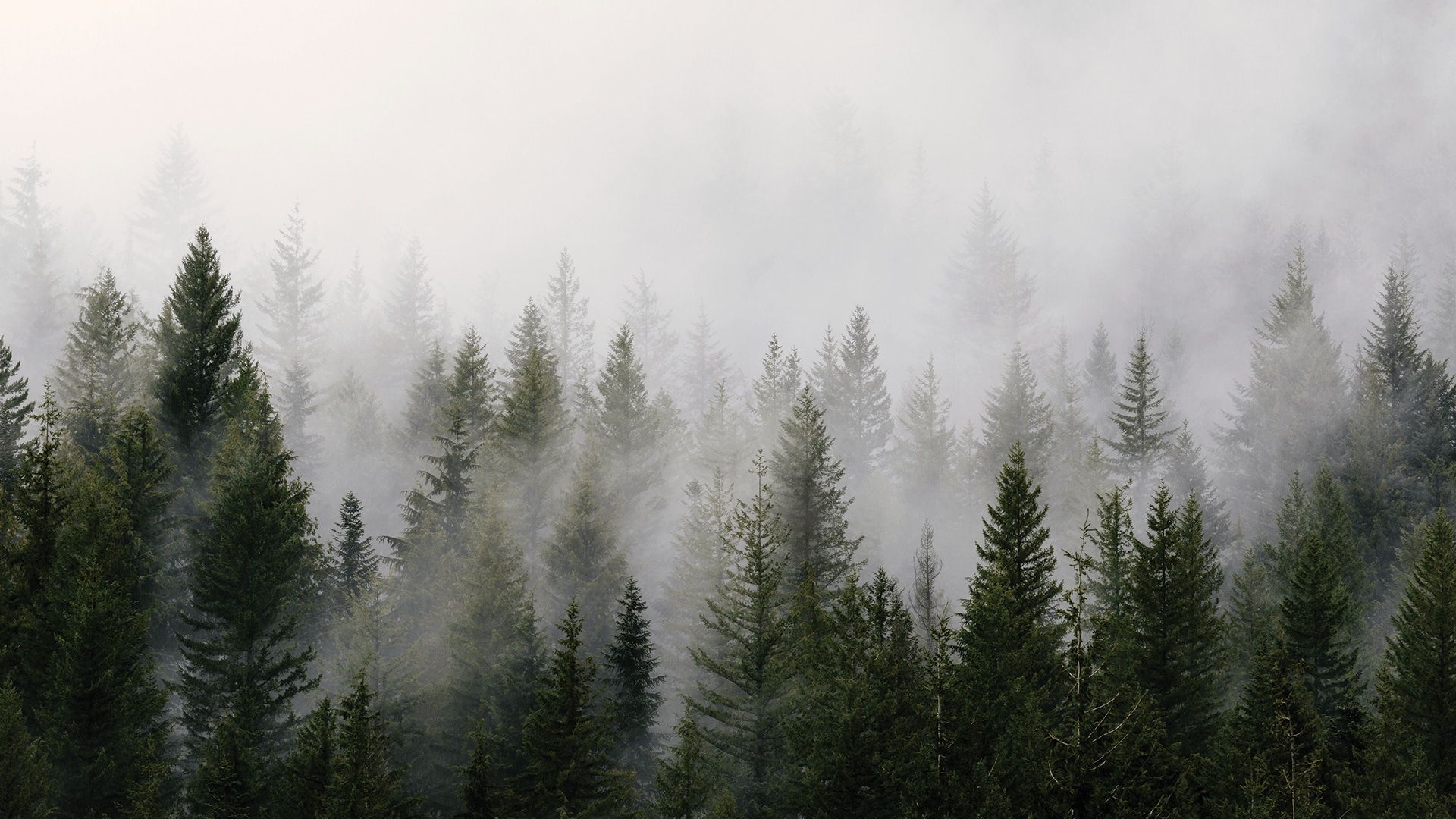 Foggy Forest HD Background Wallpaper. All White Background