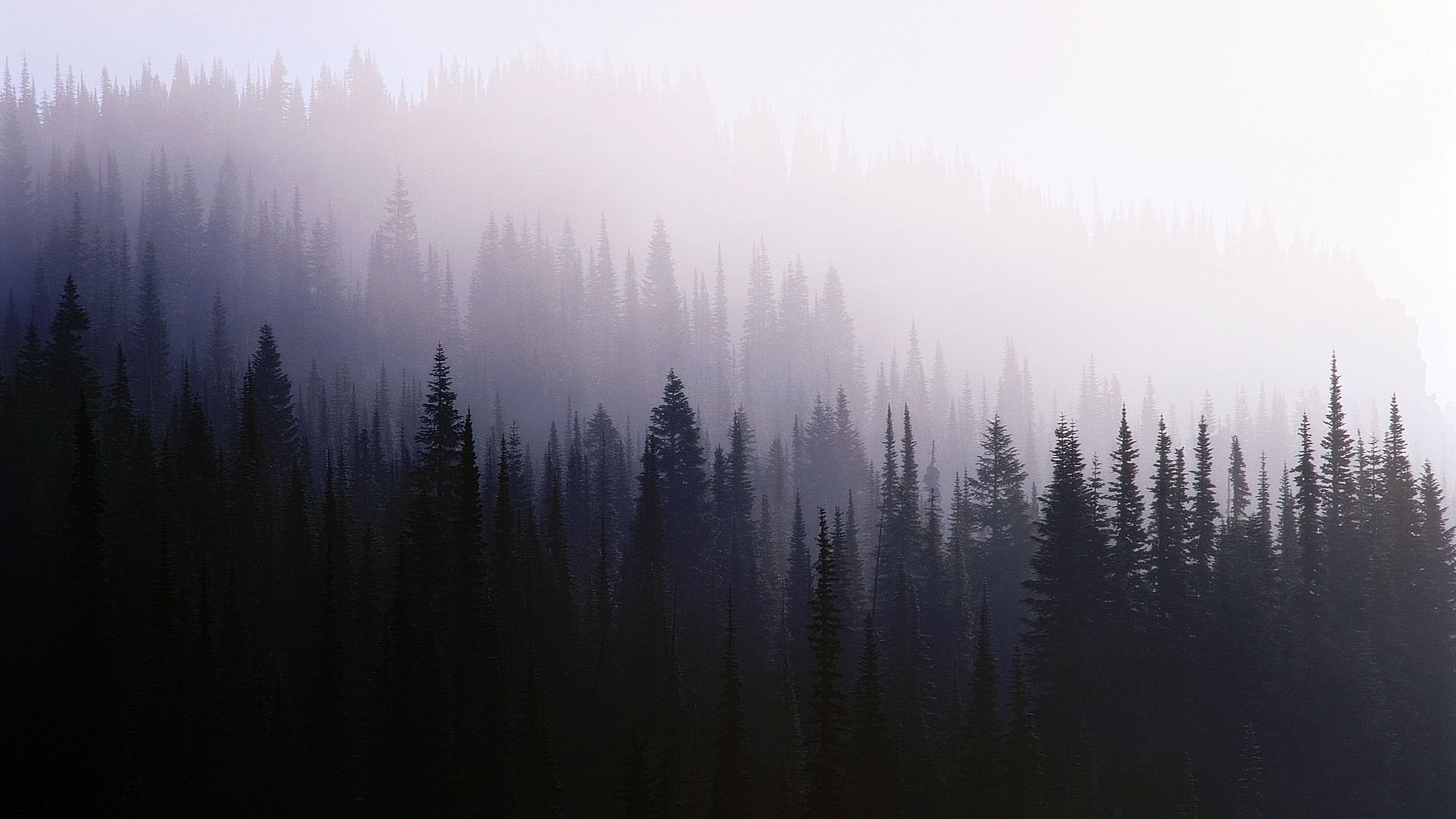 Free download Foggy Forest Wallpaper 1080p Flip Wallpaper
