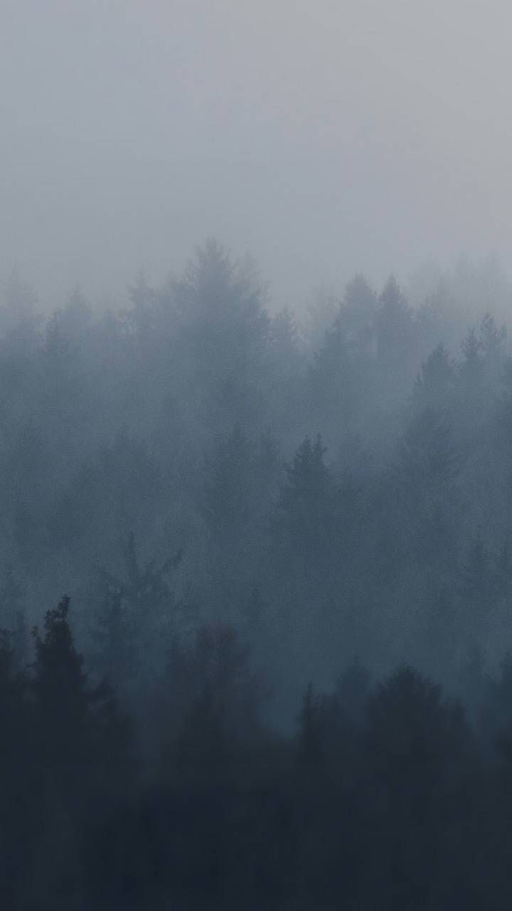 Foggy forest wallpaper