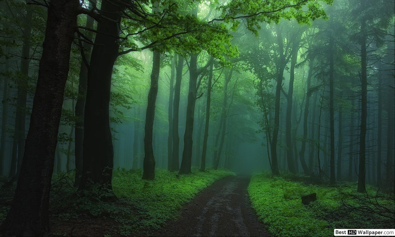 Path in Foggy Forest HD wallpaper download