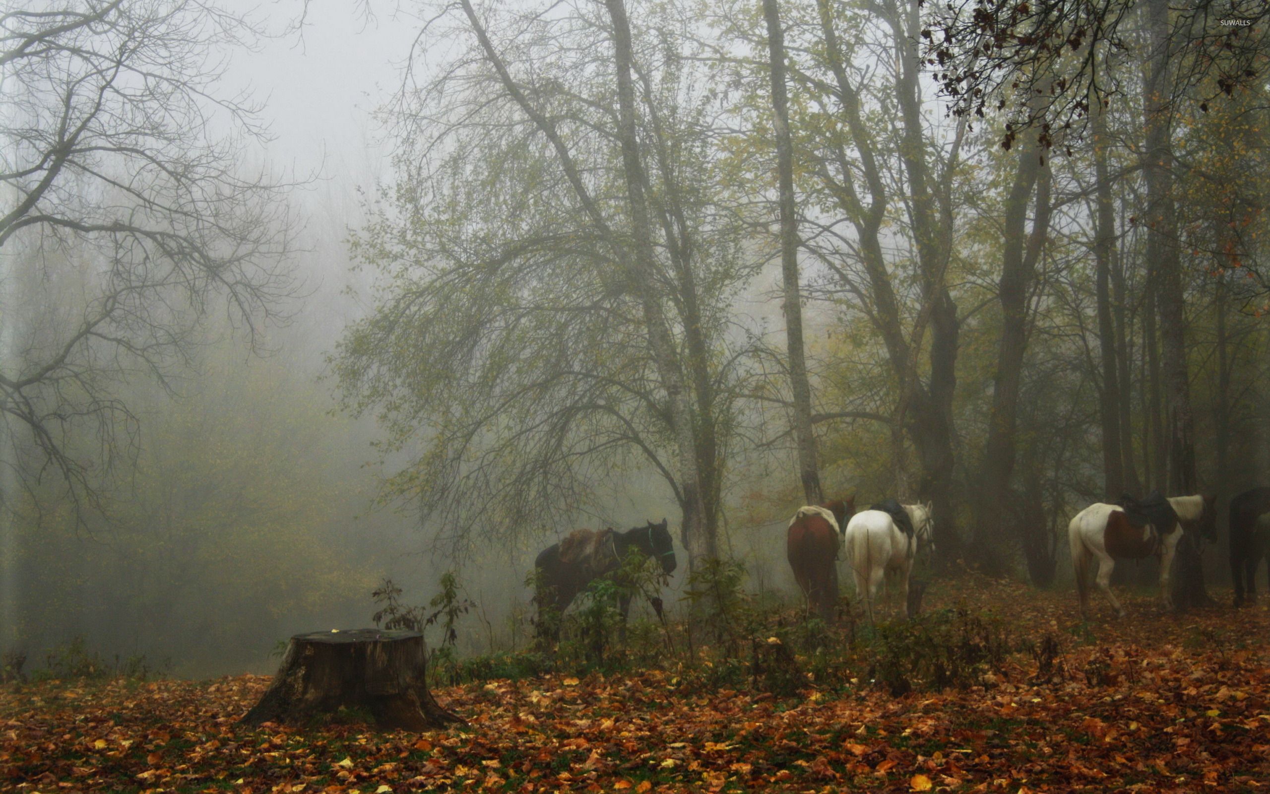 Horses in a foggy forest wallpaper wallpaper