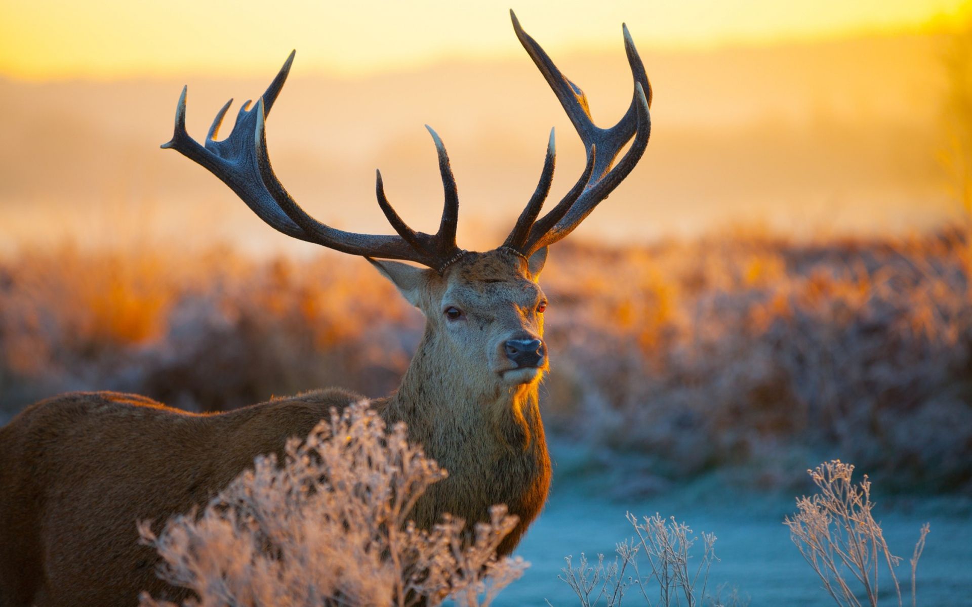 Fantastic Deer Close Up Wallpaper