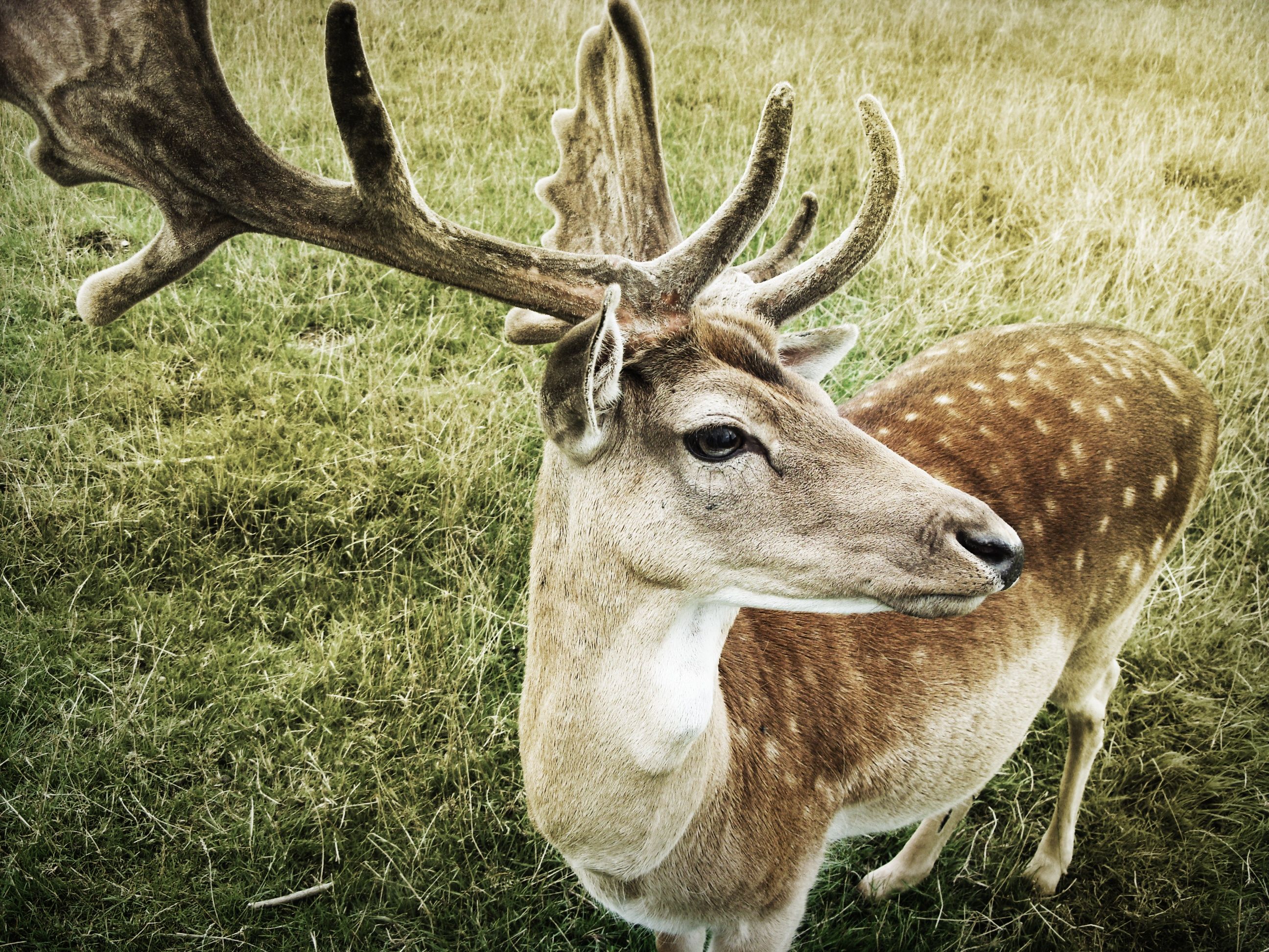 Free photo: Deer Close Up, Antlers, Beauty