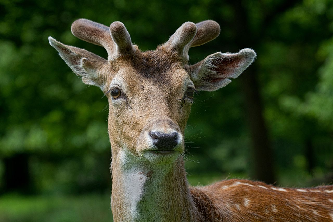 Desktop Wallpaper Deer Horns animal Closeup