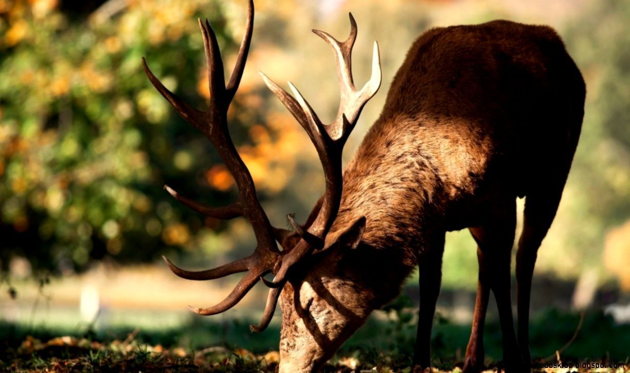 Nature Forest Trees Deer Close Up Photo HD Wallpaper. All