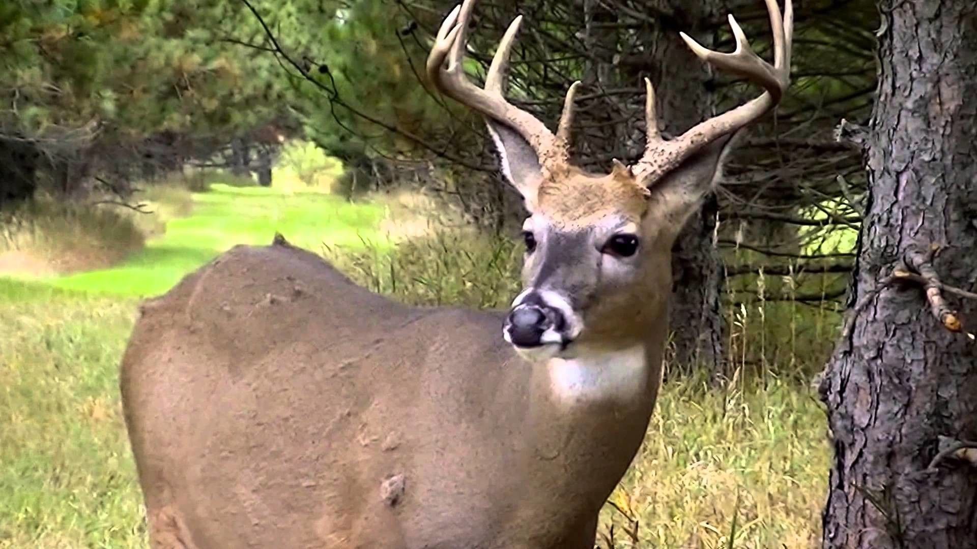 Big Buck Wallpaper
