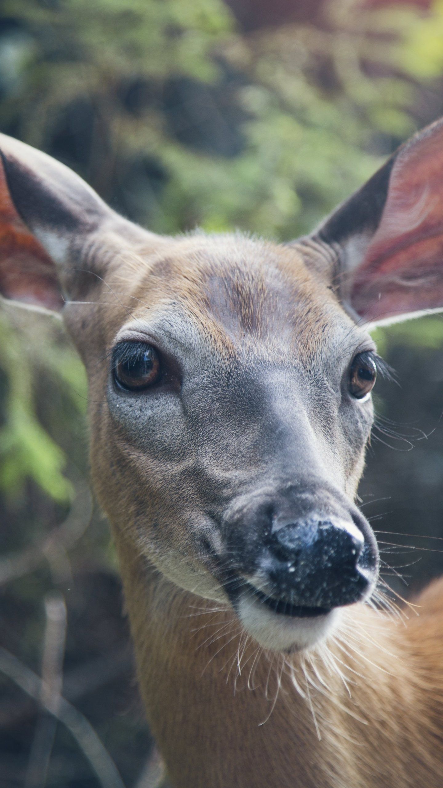 Deer Wallpaper, Android & Desktop Background. Wildlife