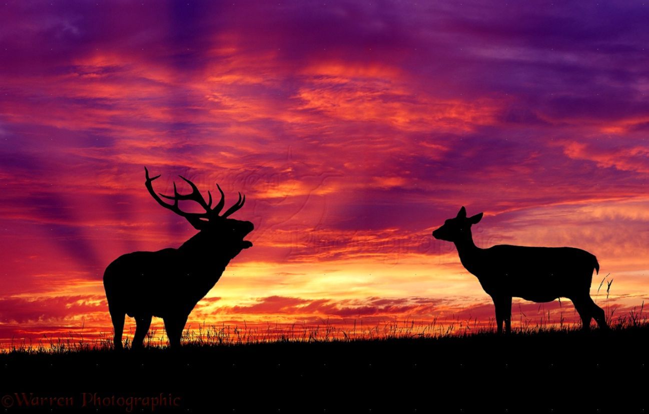 Nature Forest Trees Deer Close Up Photo HD Wallpaper. All