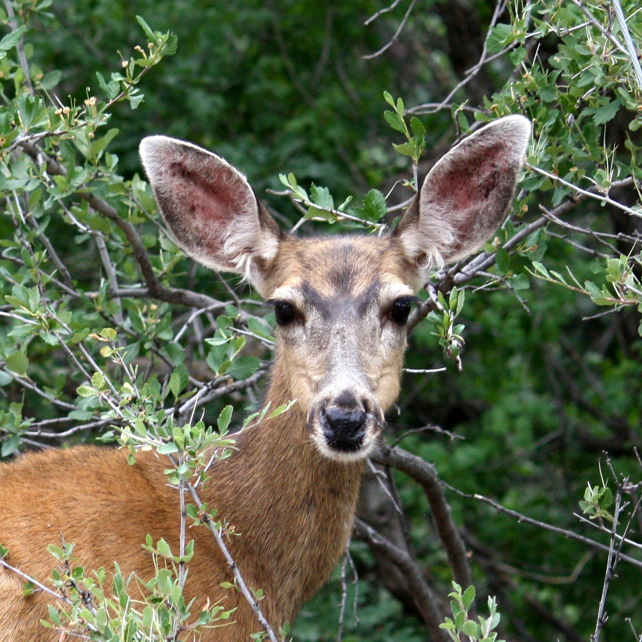 Mule Deer Close Up Picture. Free Photograph. Photo Public Domain