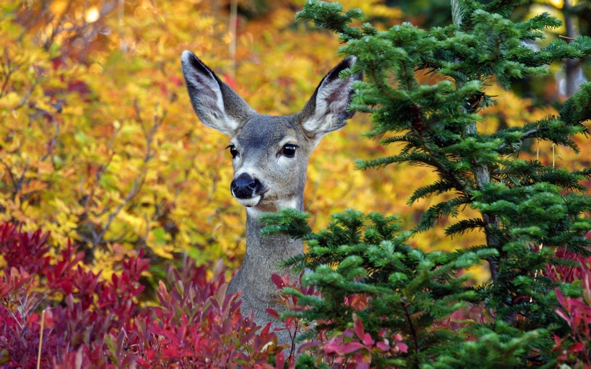 Wallpaper Deer Close Up, Animals, Trees 1920x1200 HD Picture, Image