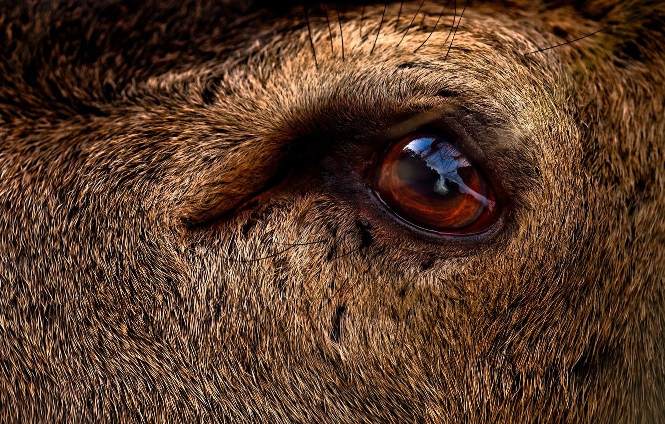 Wallpaper eye, deer, close up image for desktop, section макро