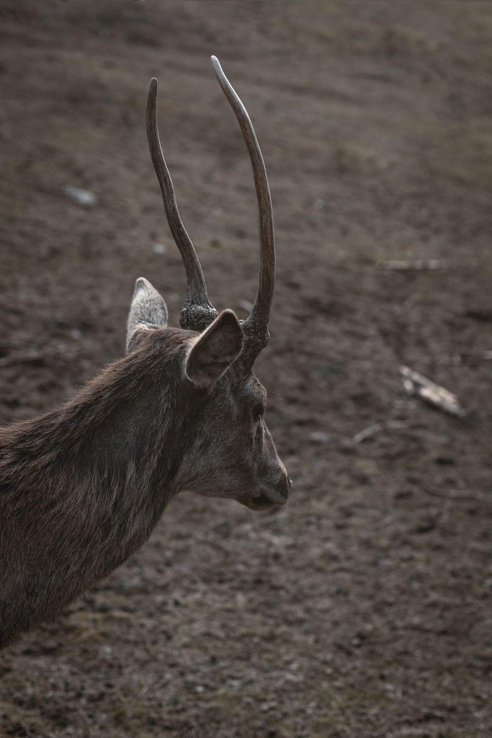 closeup photo of brown deer photo