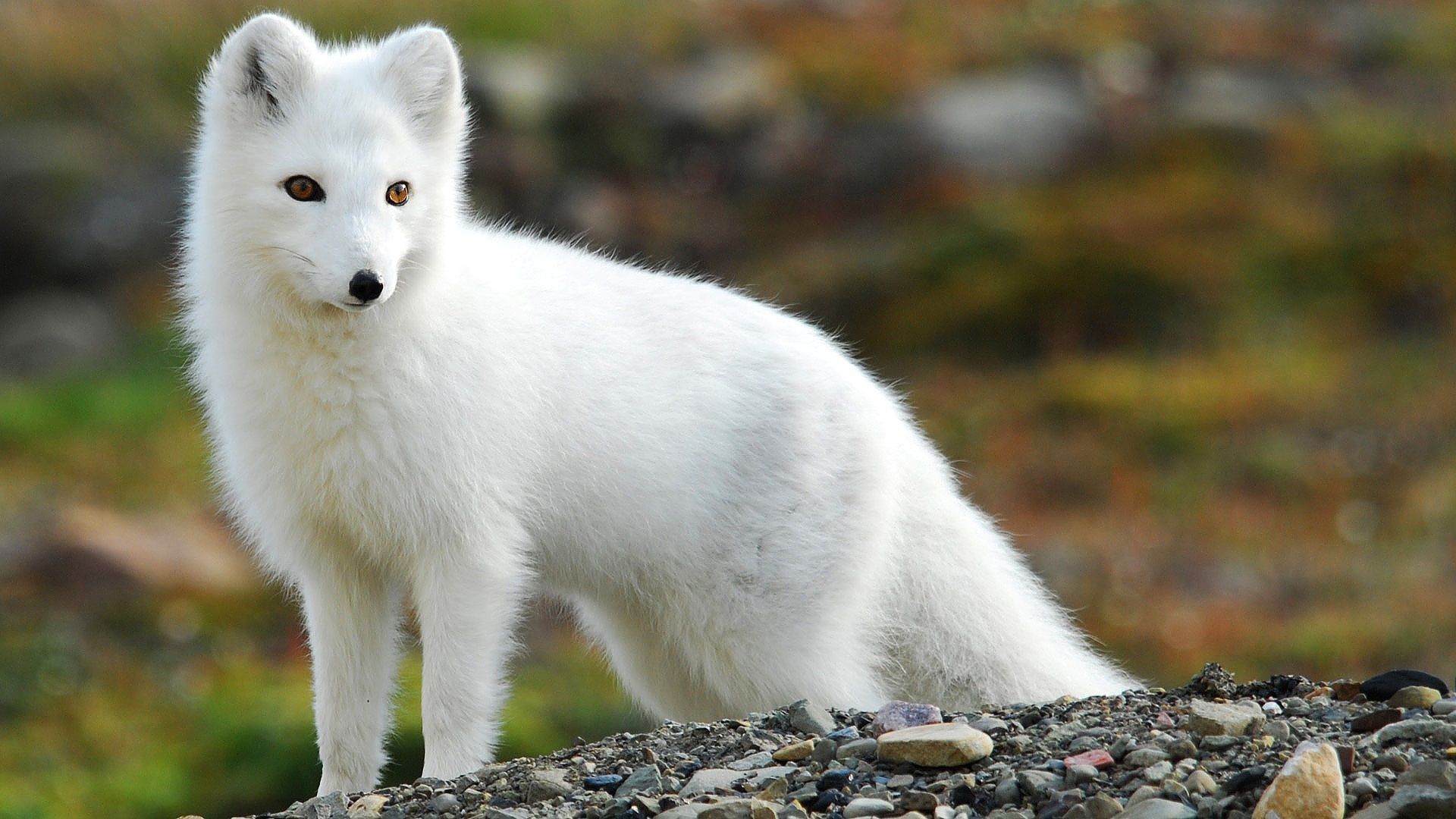 White Fox. Cutest animals on earth, Baby arctic fox, Arctic fox