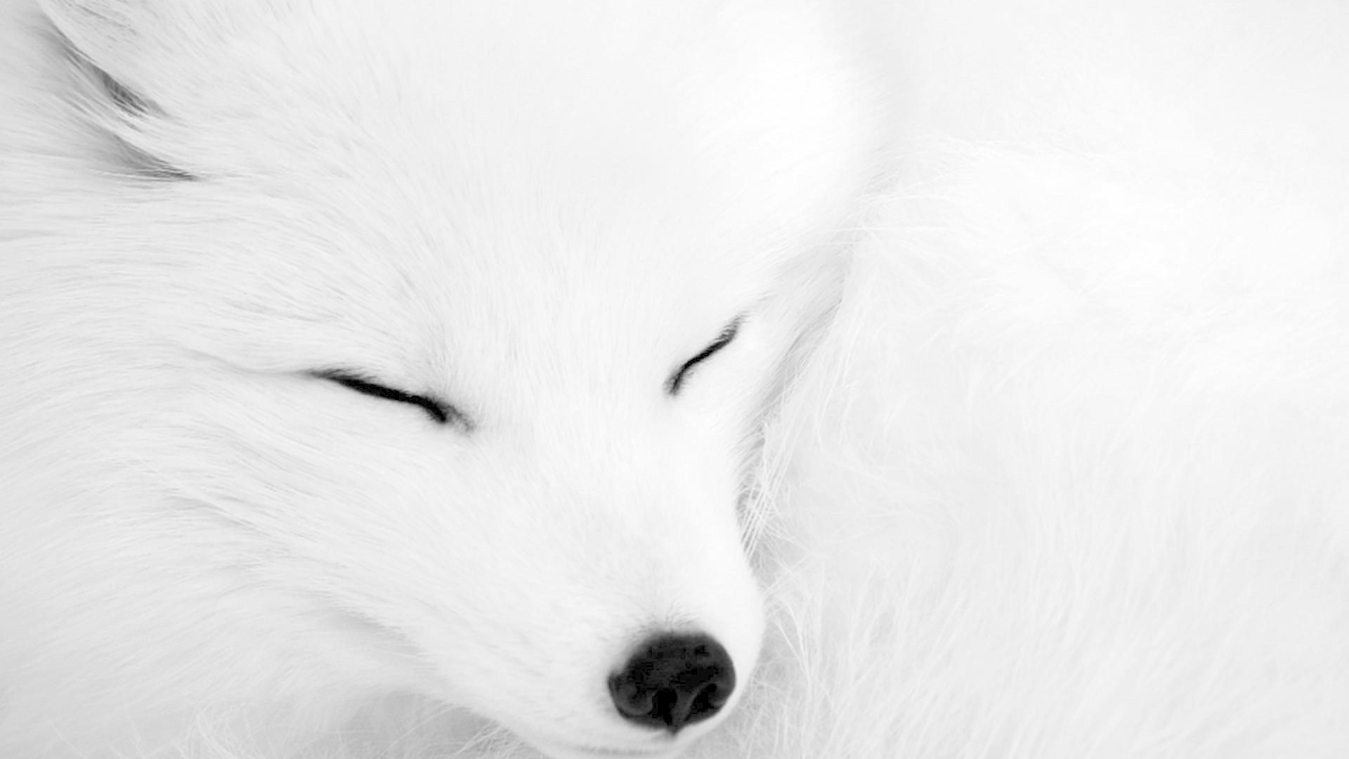 Arctic Fox Wallpaper for Android