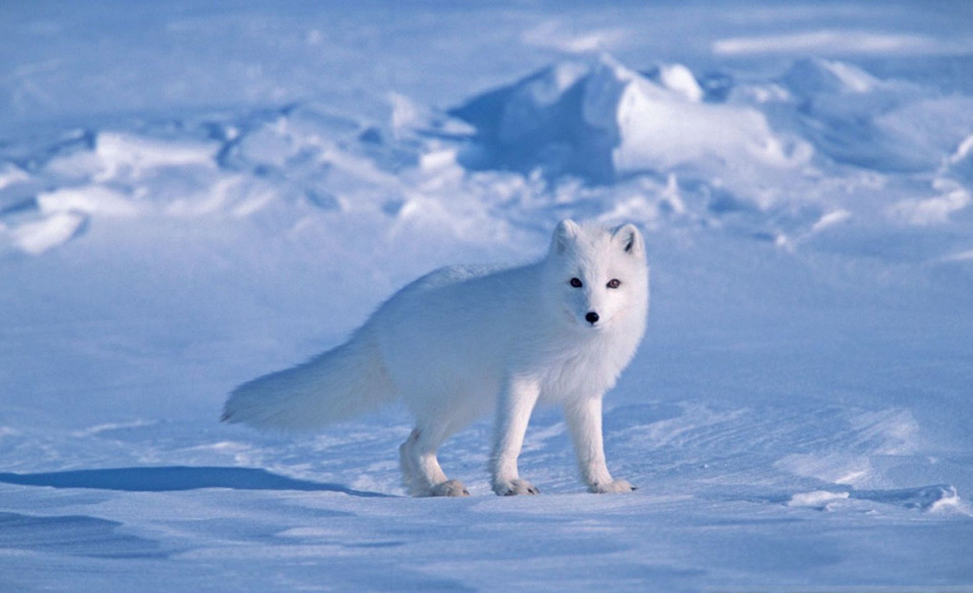 Arctic Fox HD Wallpaper