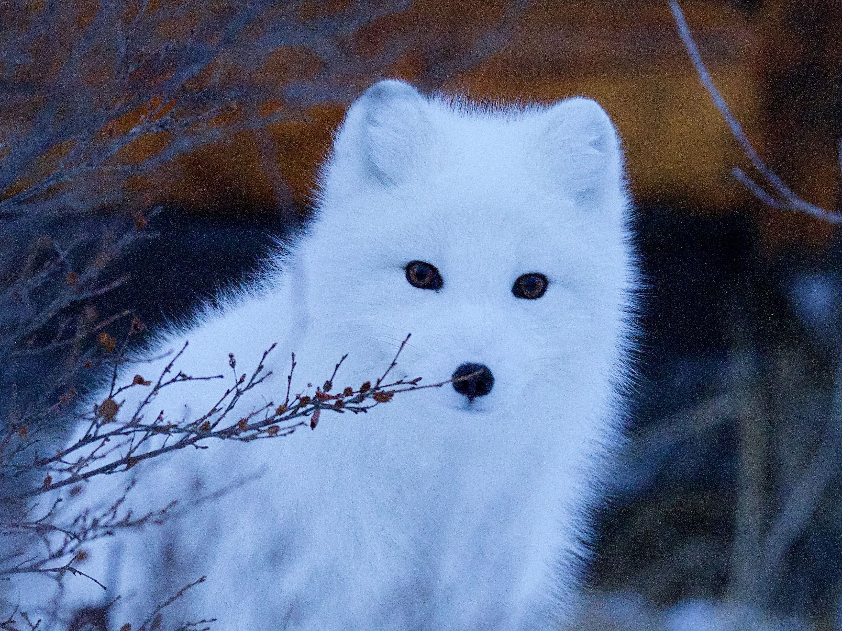 Arctic Fox Picture. Download Free Image