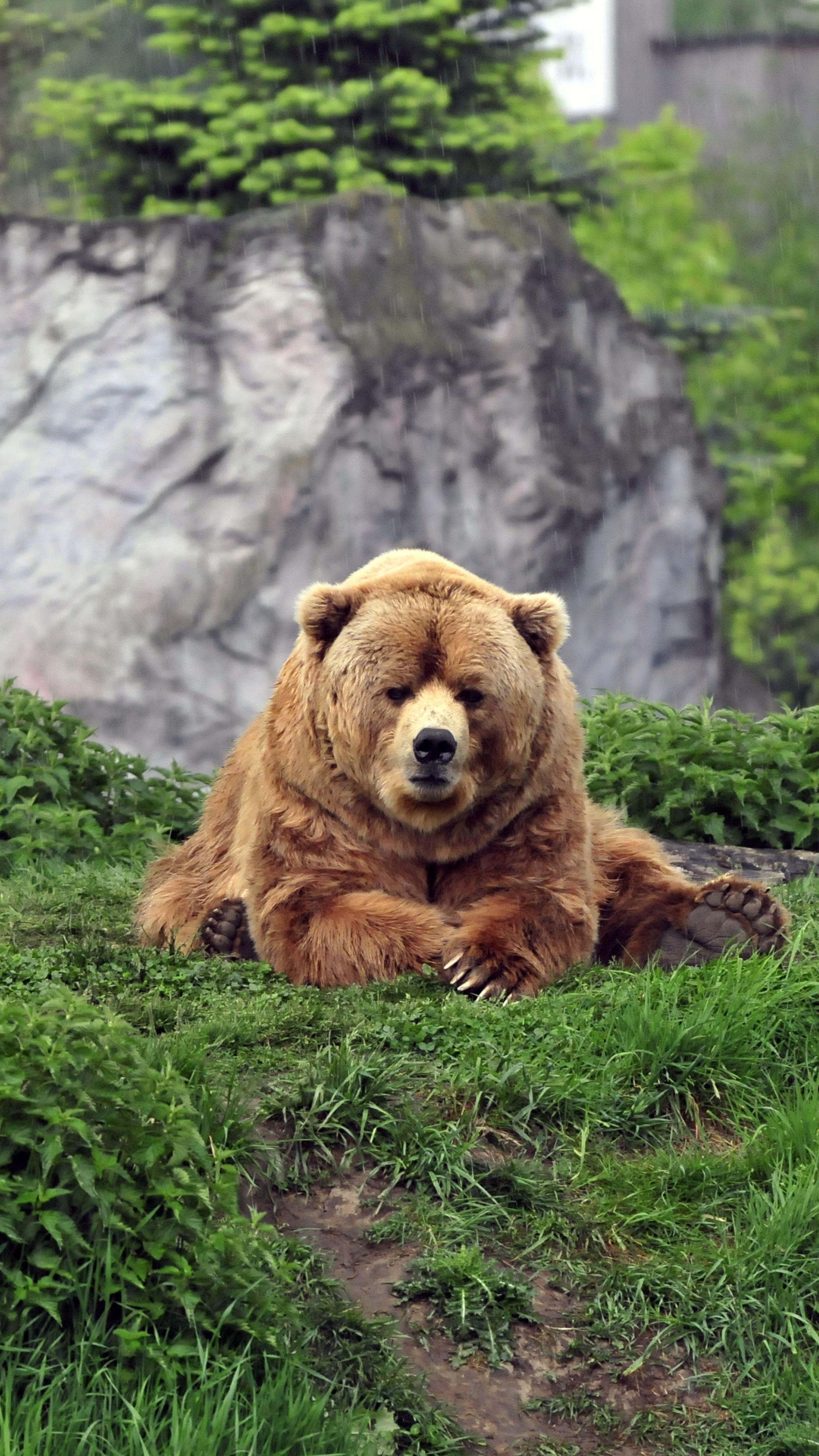 bear, brown, grass Sony Xperia X, XZ, Z5 Premium Wallpaper