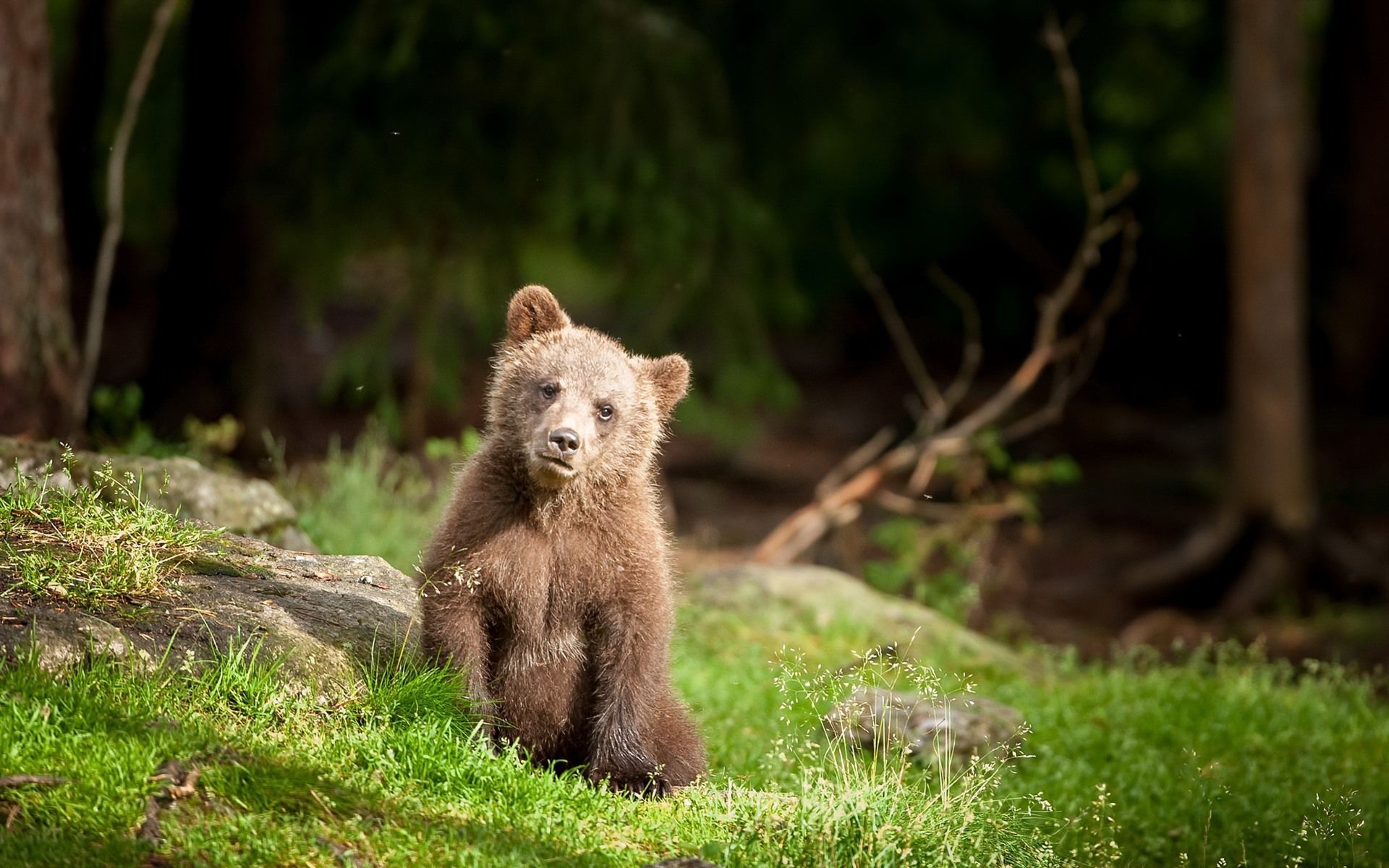 Wallpaper Brown bear cub, grass, wildlife 1920x1200 HD Picture, Image