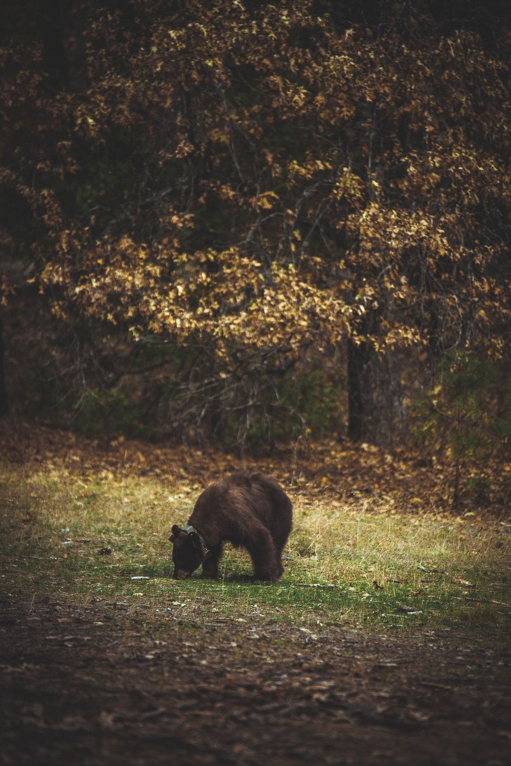 brown bear on green grass near trees photo