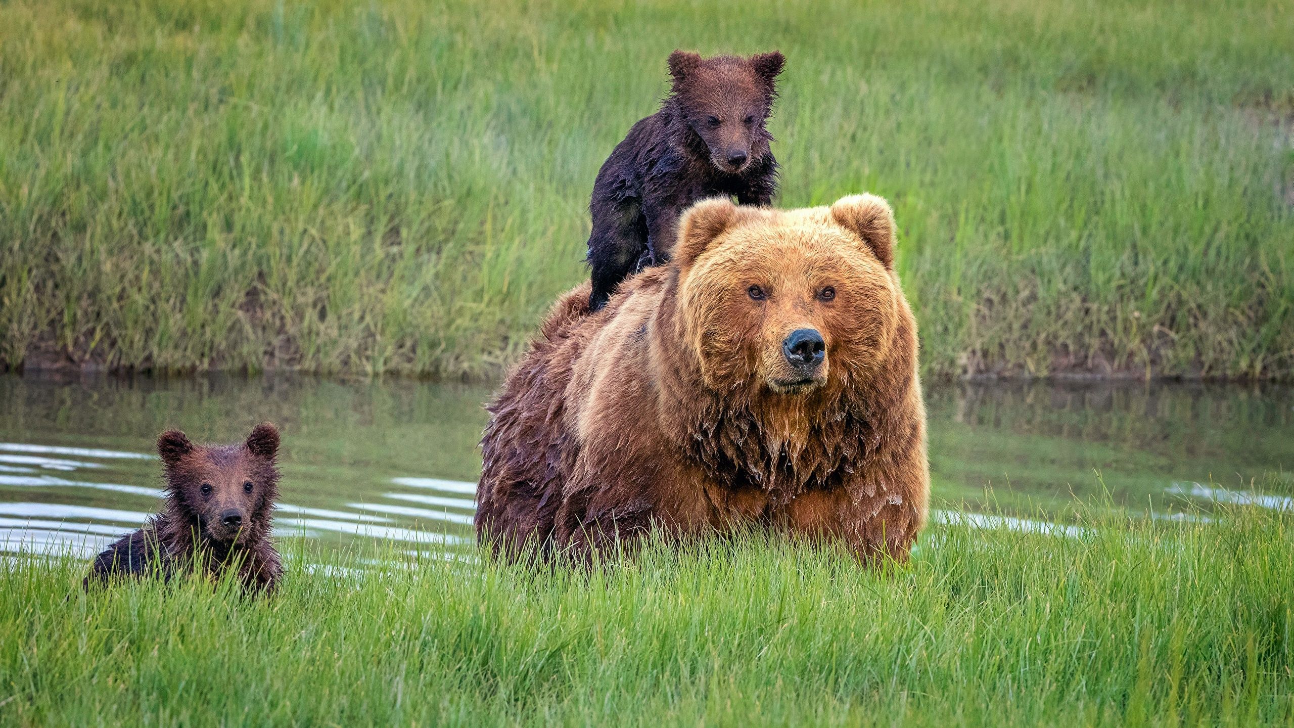 Desktop Wallpaper Grizzly Cubs Bears Grass animal 2560x1440