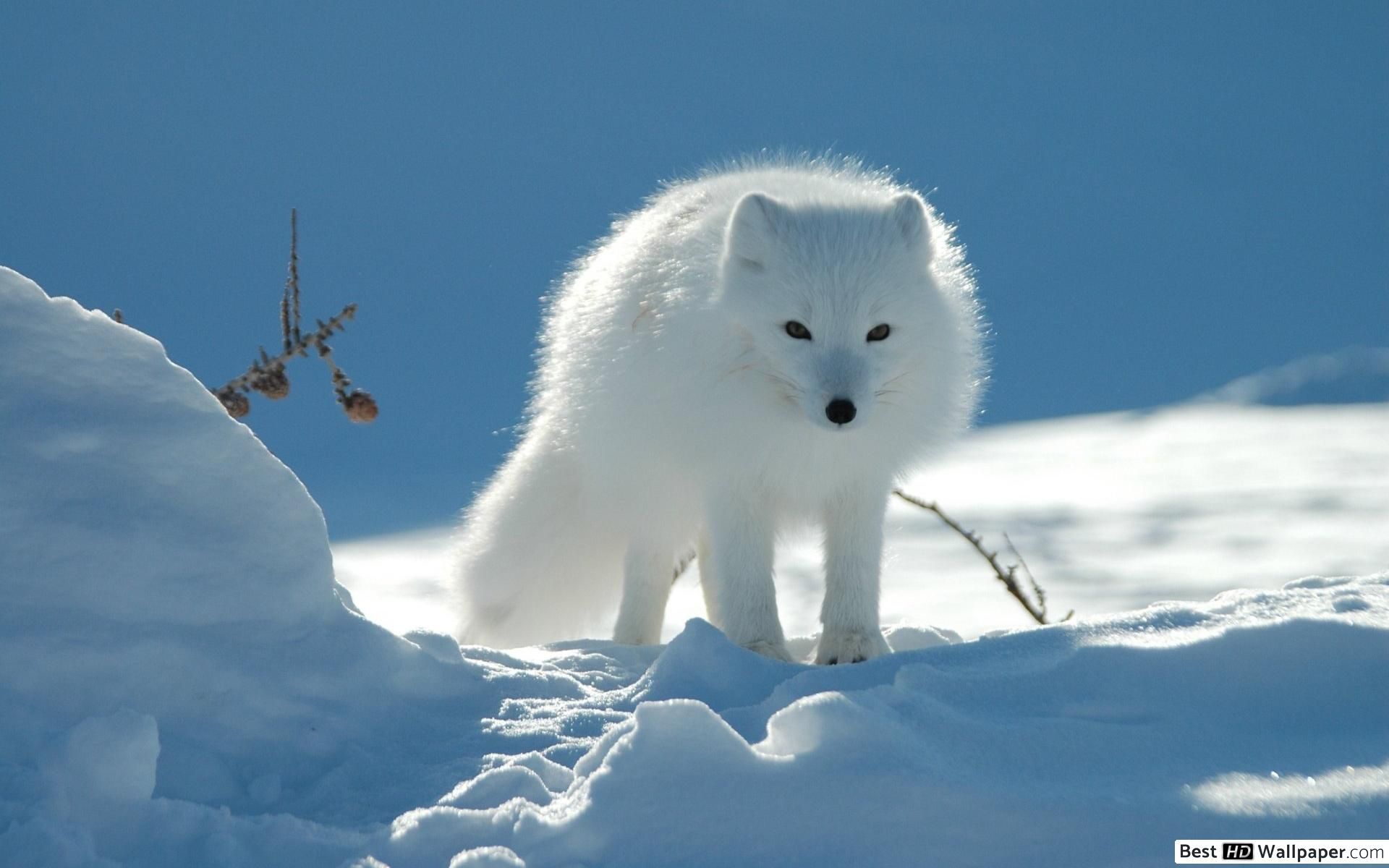 White Arctic fox HD wallpaper download