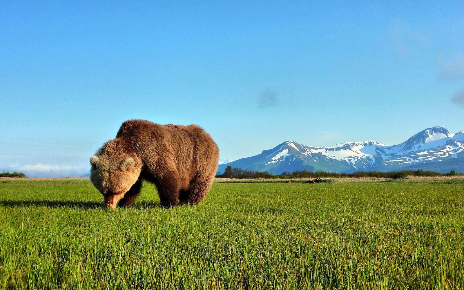 Wallpaper of a bear eating grass. HD Animals Wallpaper