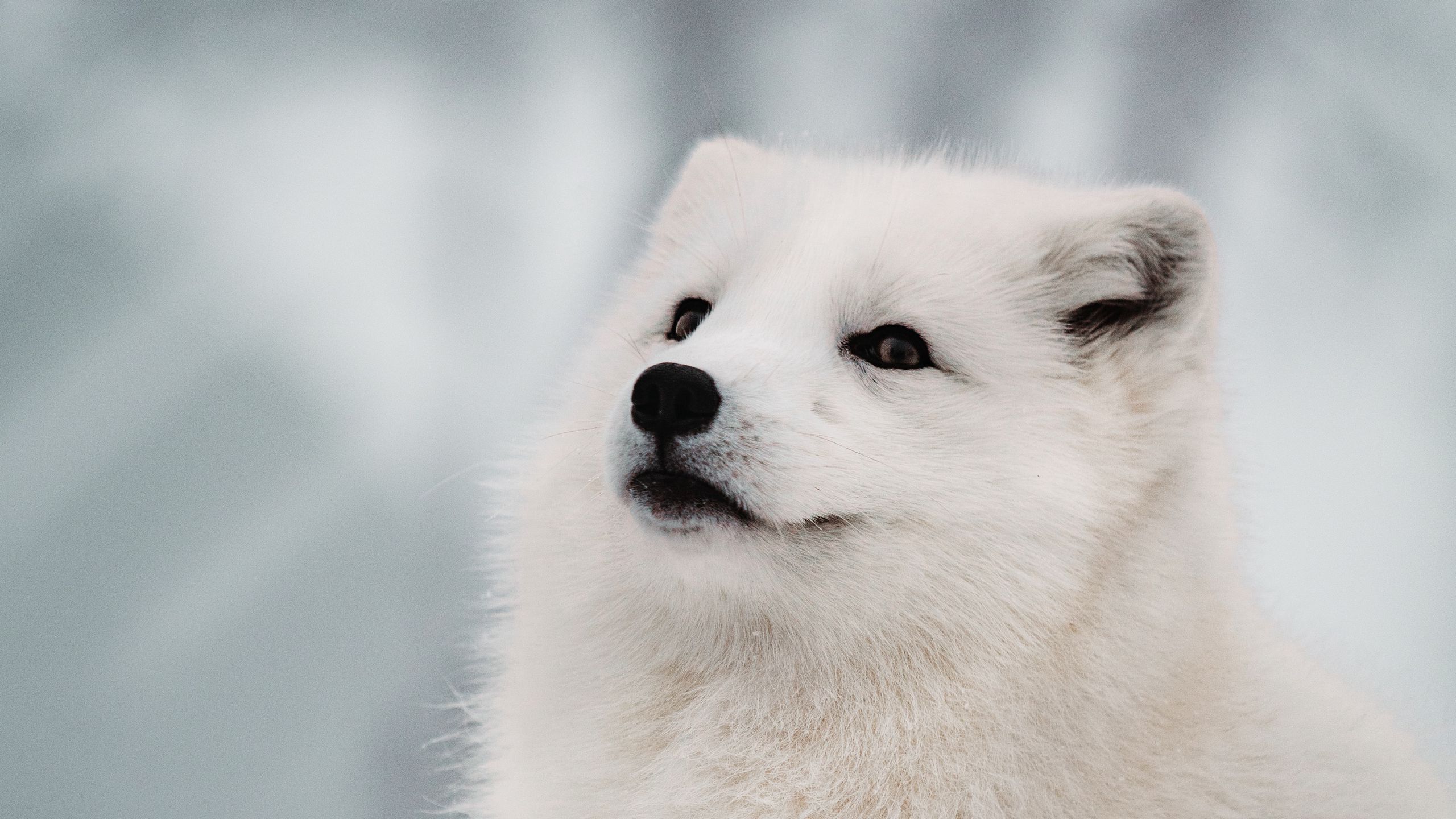 Download wallpaper 2560x1440 arctic fox, fox, white, muzzle