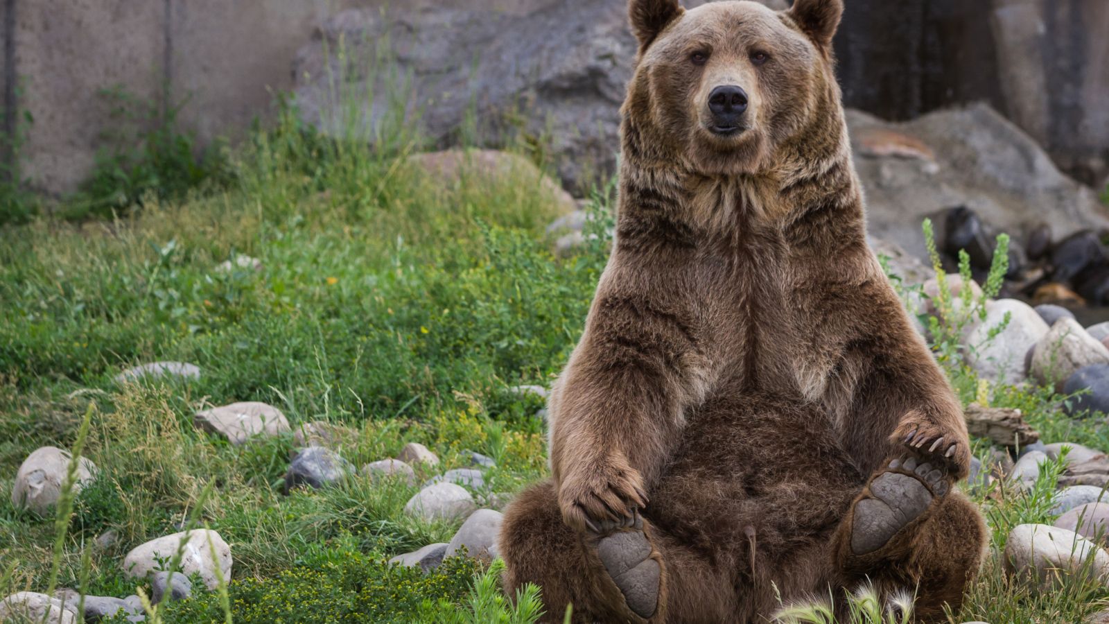 Big brown bear sitting on green grass Desktop wallpaper 1600x900