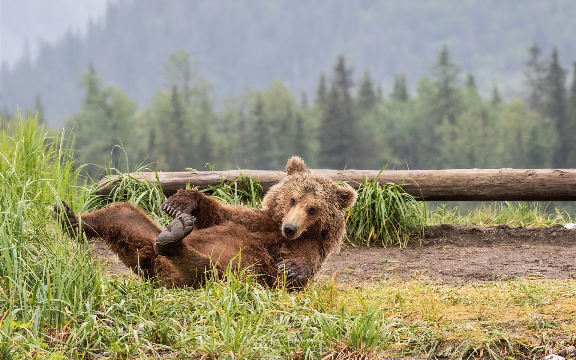 Wallpaper Brown bear play on the grass 1920x1200 HD Picture, Image