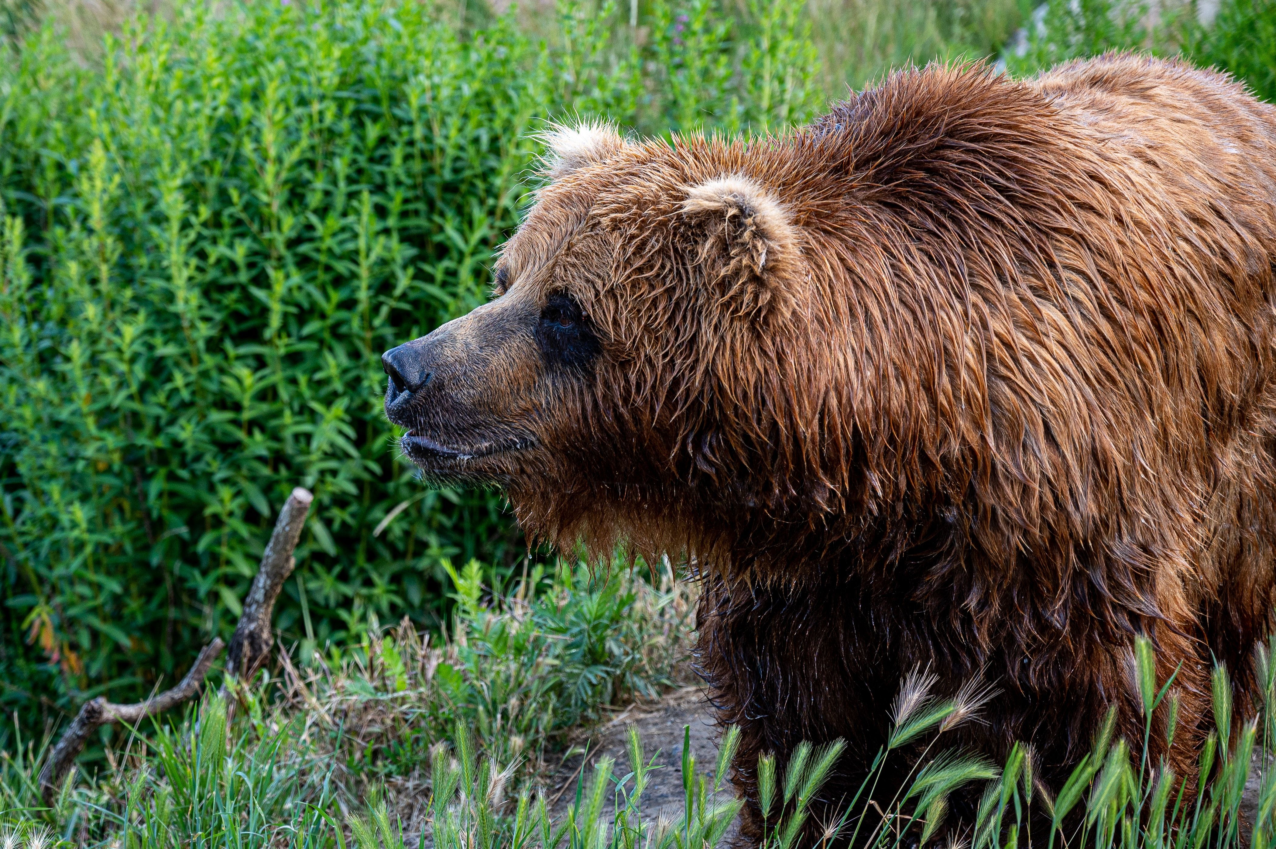 Brown Bear on Green Grass · Free